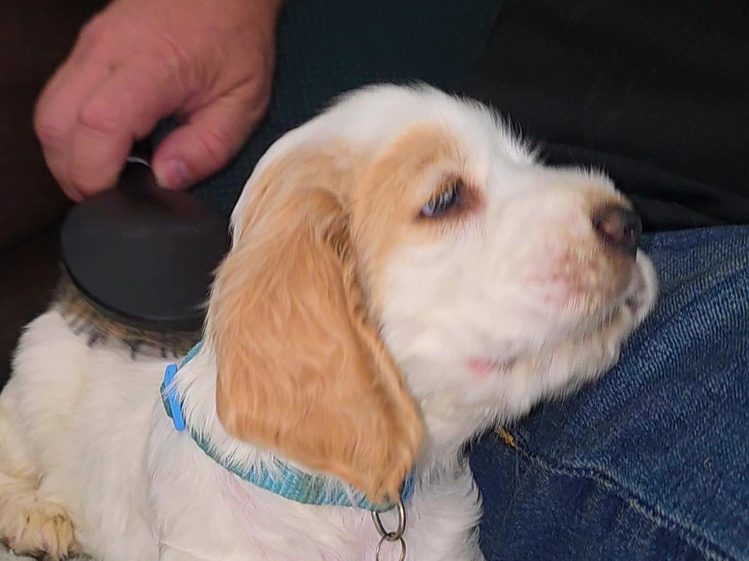 Cocker Spaniel