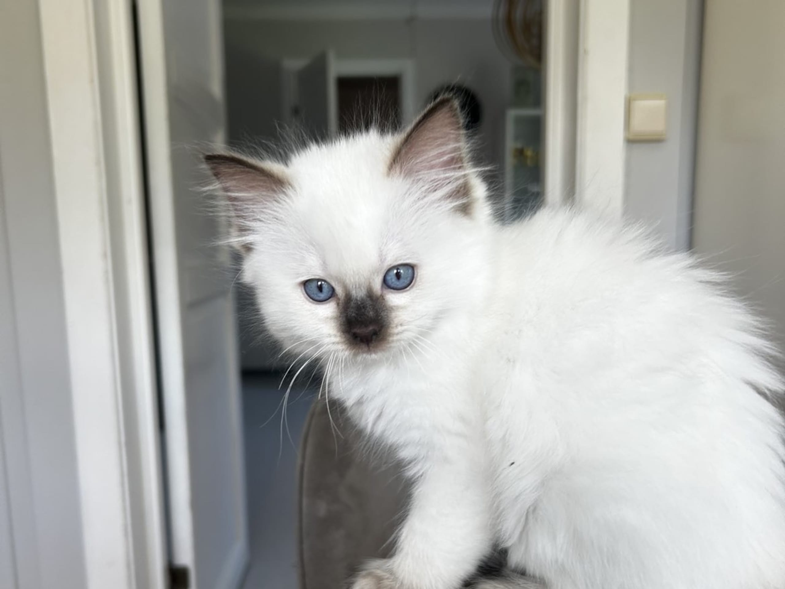 Ragdoll · Hamar · No*Cutie Raggs