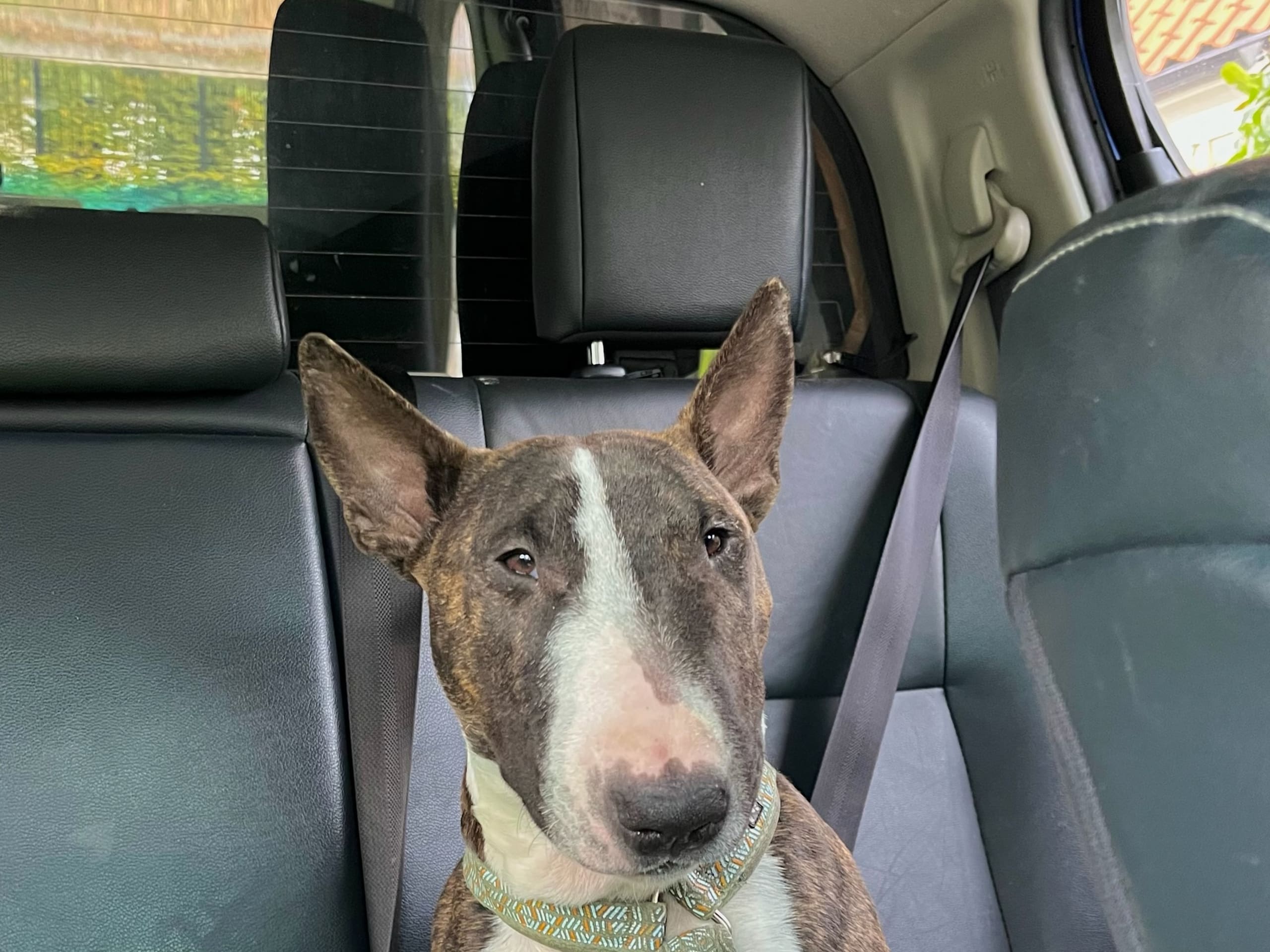 Miniatyrbullterrier