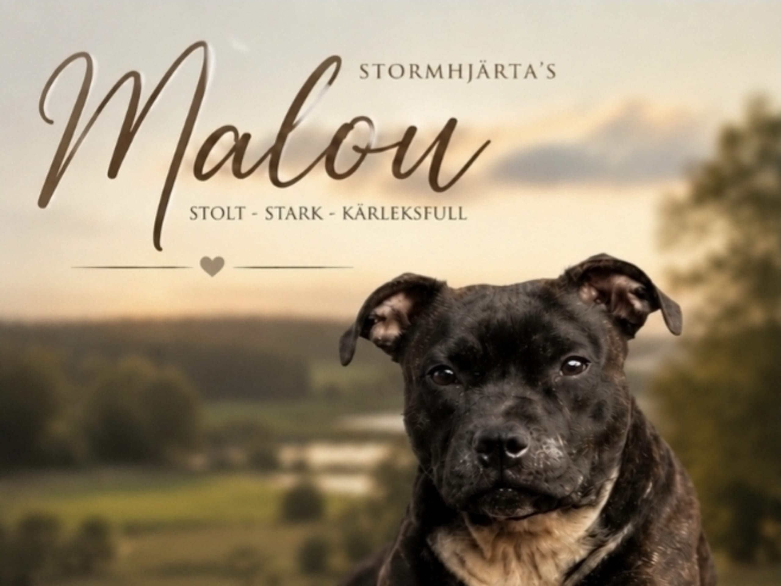 Staffordshire Bull Terrier · Lillkyrka · Stormhjärta