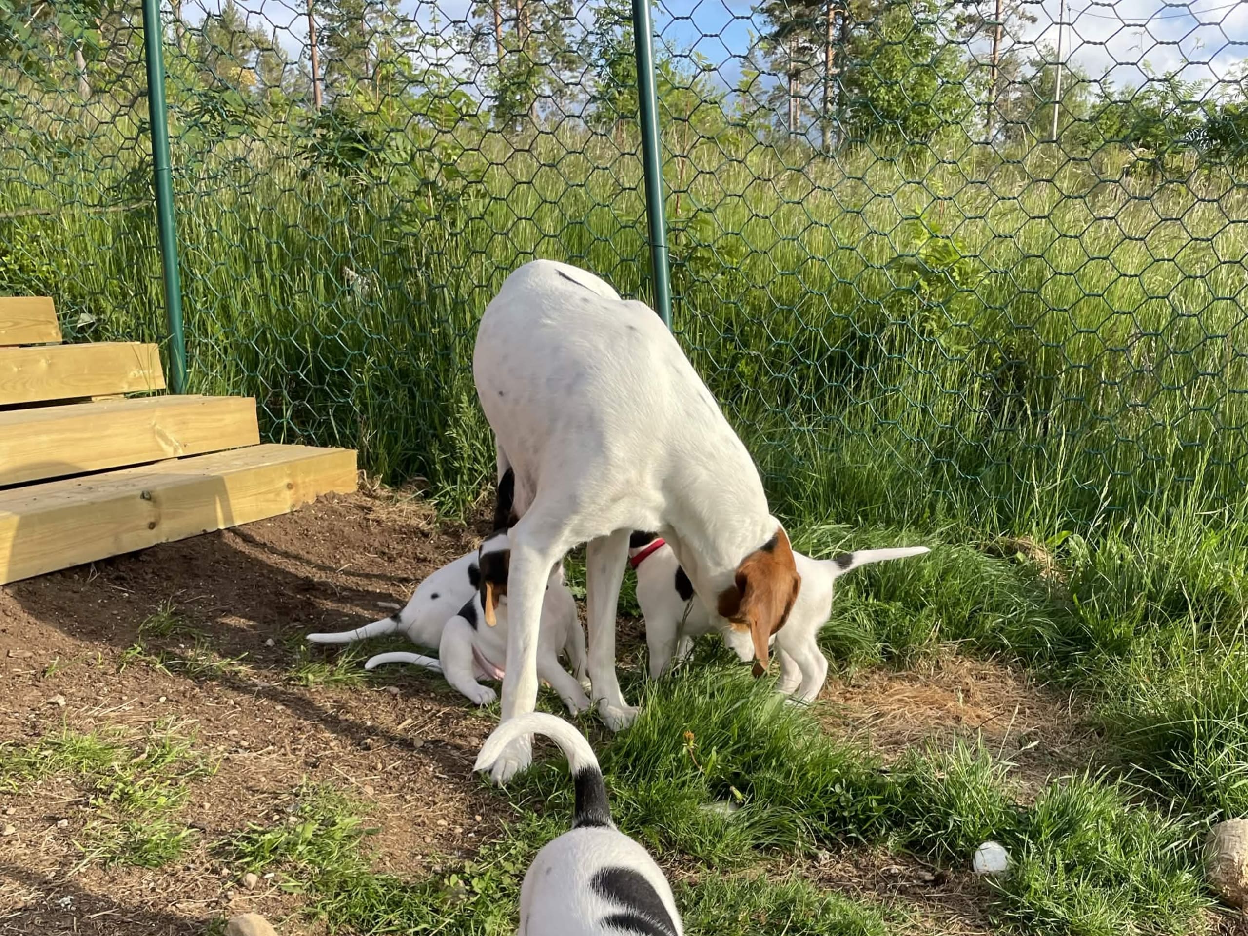 Halden Hound (Haldenstøver)