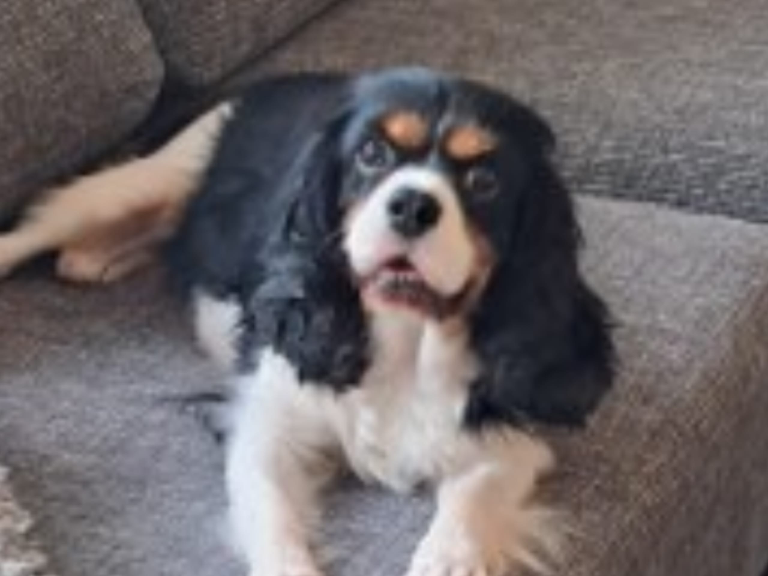 Cavalier king charles spaniel