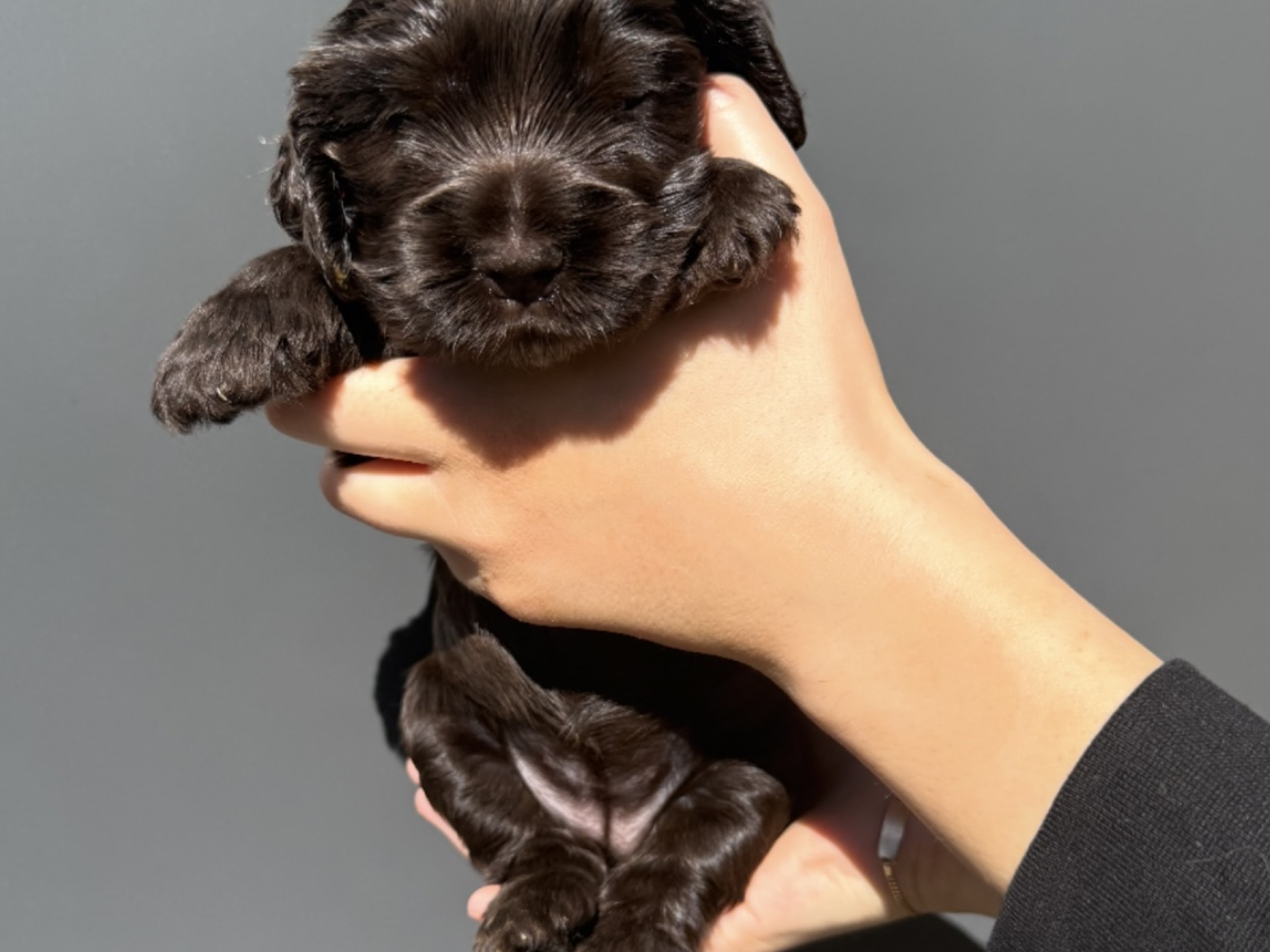 Cocker spaniel · Helsingborg · Sofie F.
