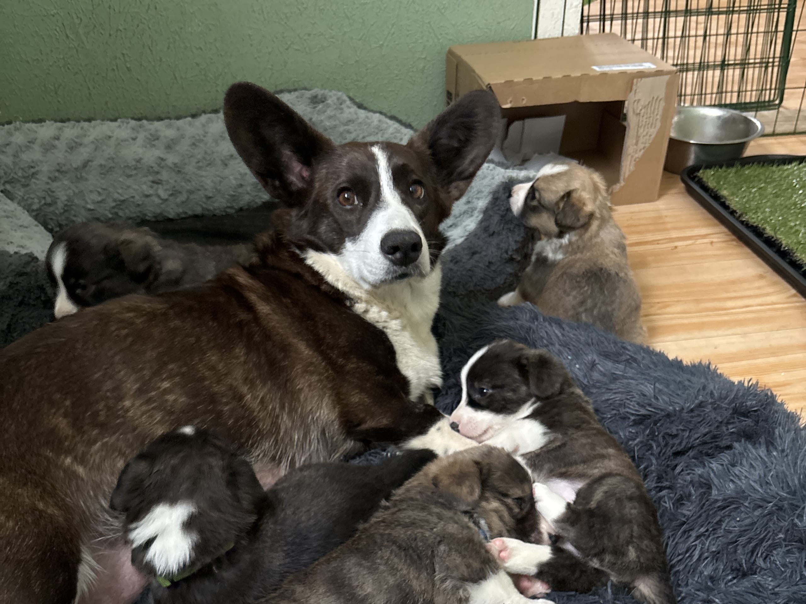 Welsh corgi cardigan