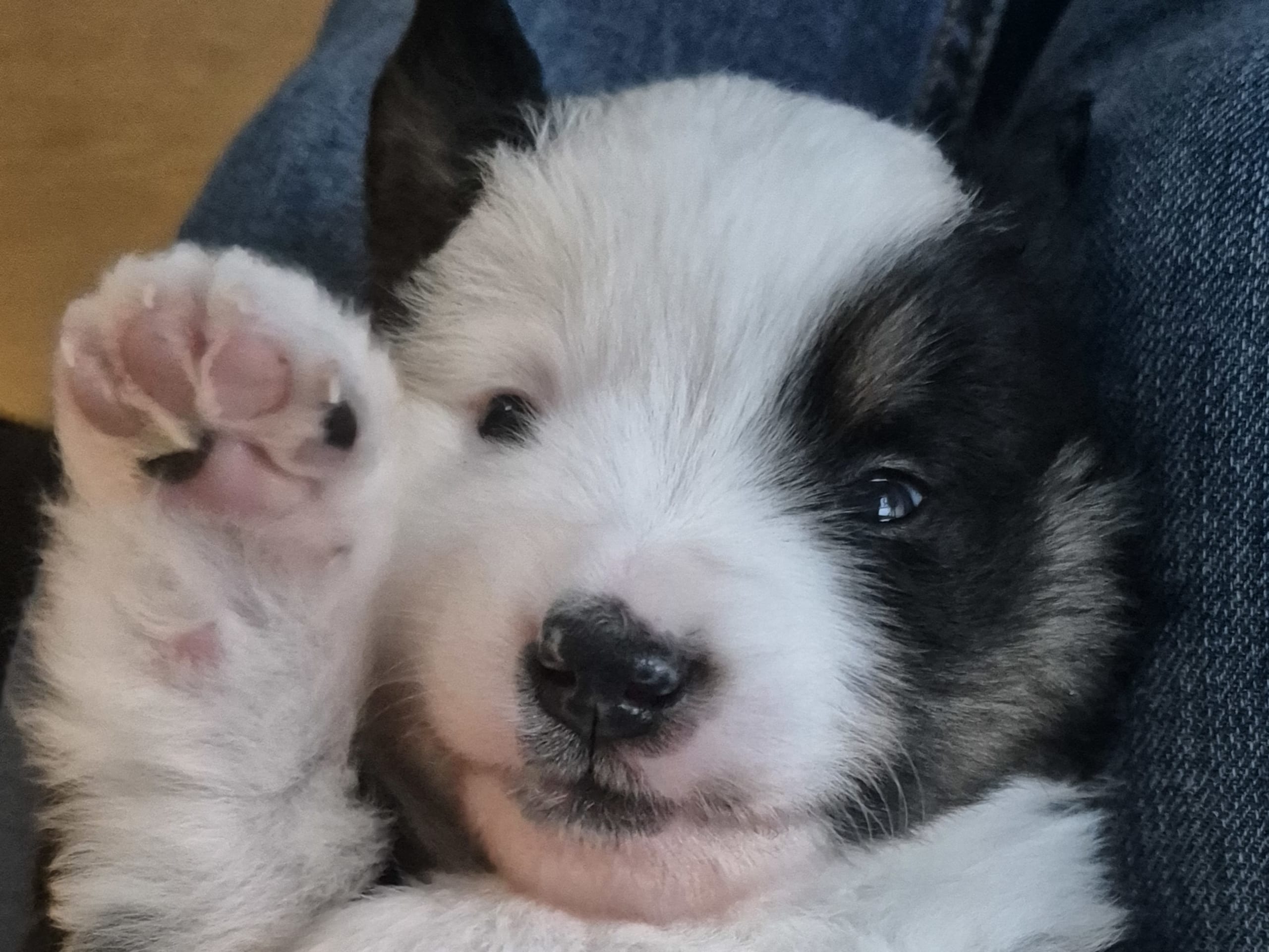 Miniature american shepherd