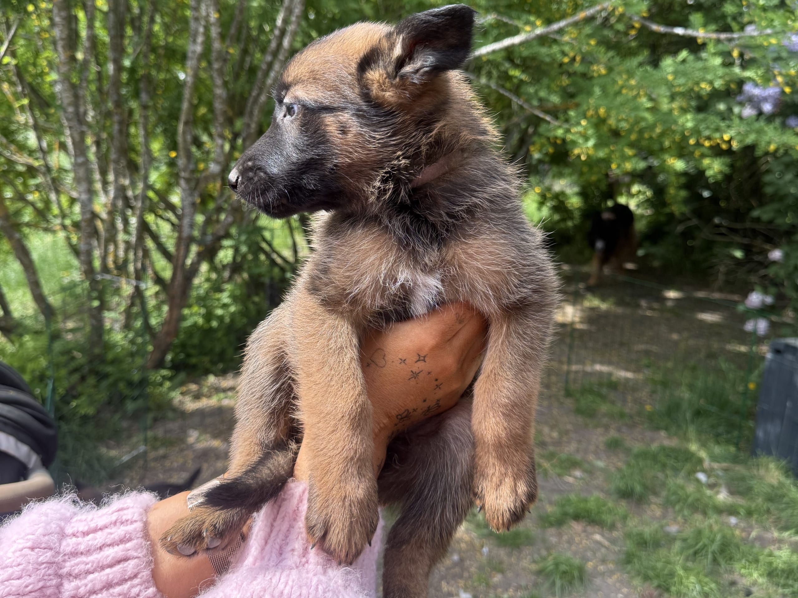Belgisk fårehund, malinois