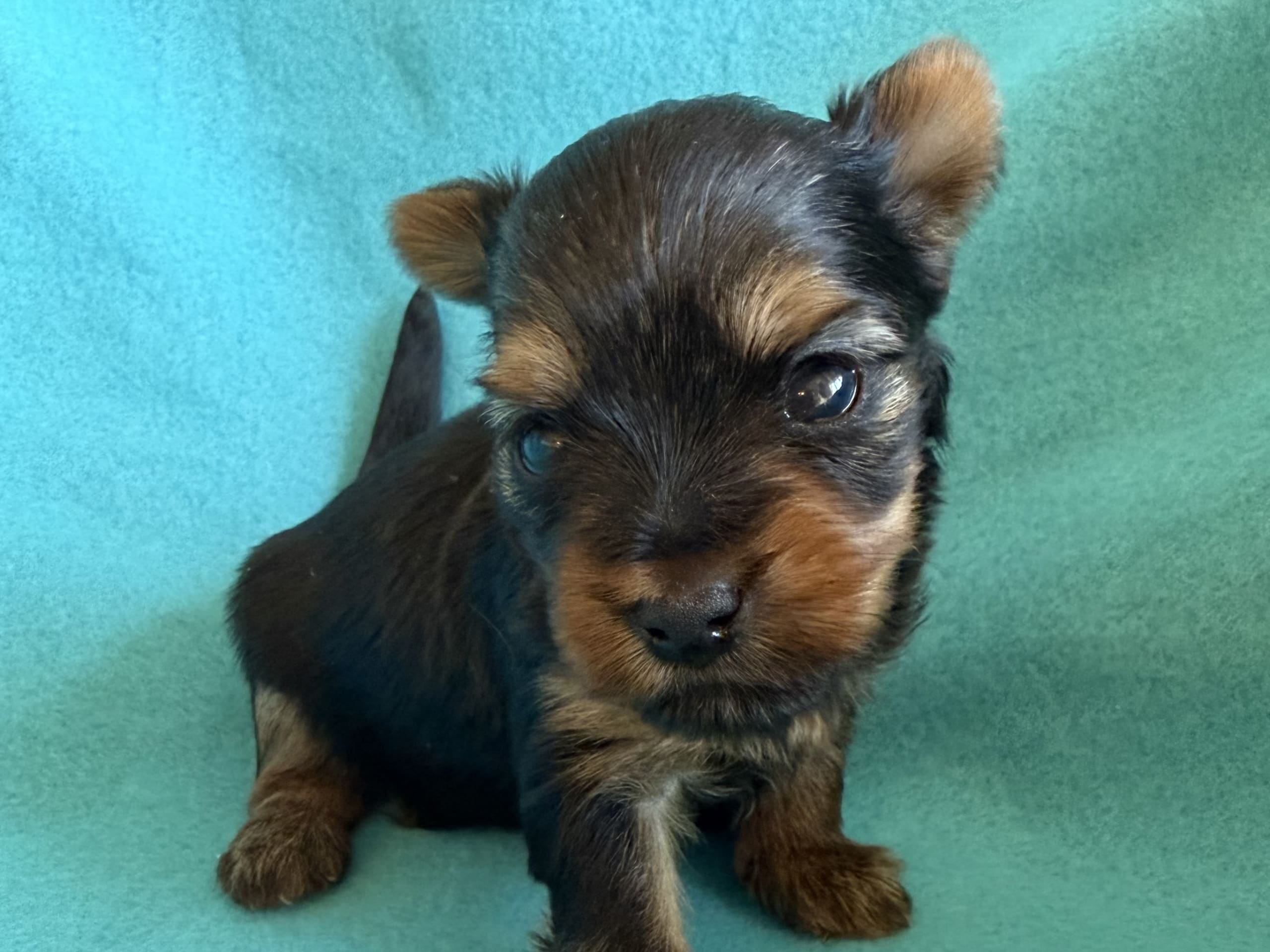 Yorkshireterrier · Tumba · Patricia P.