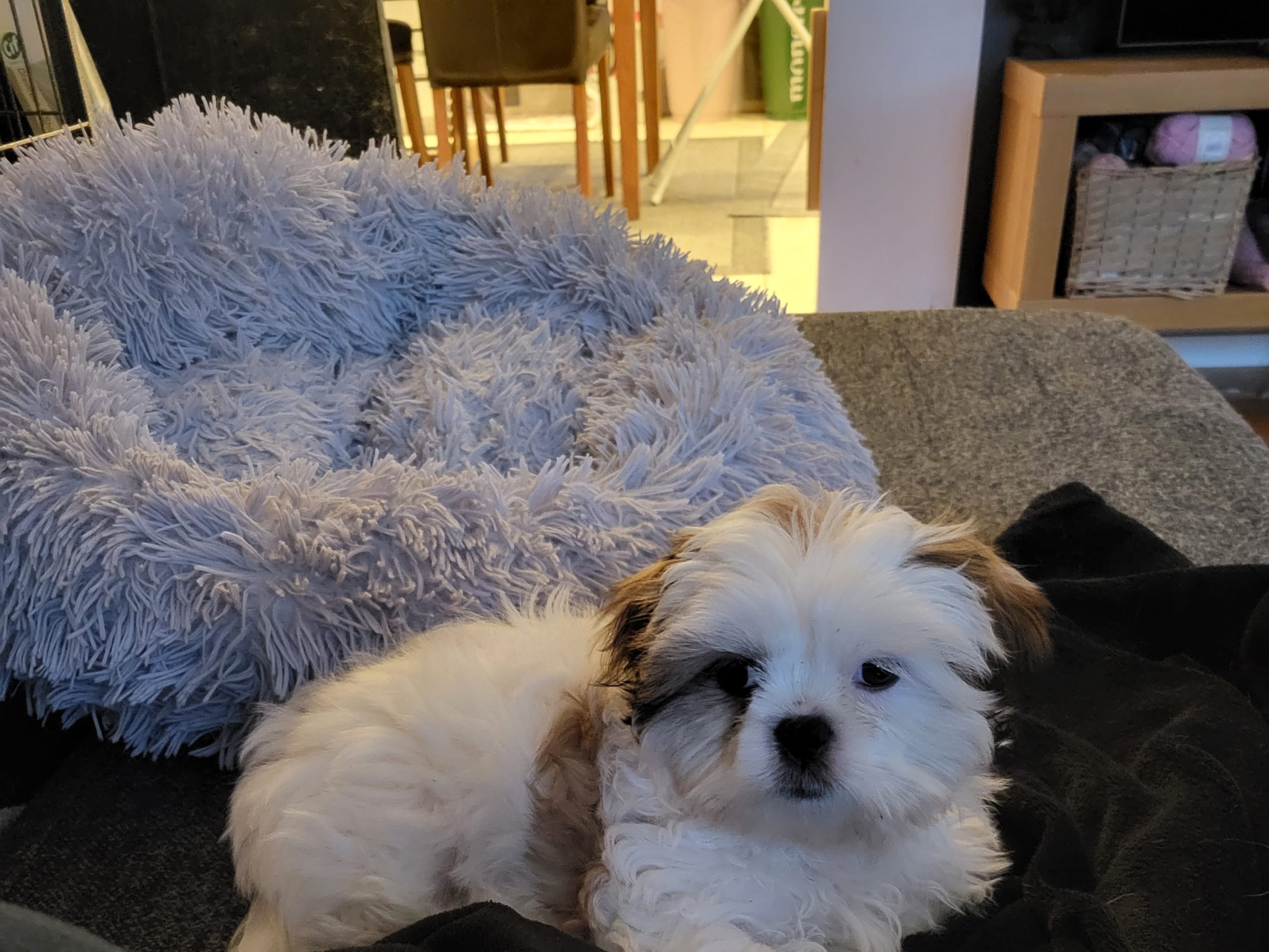 Blandras · Ljungbyhed · My Sweet Monster