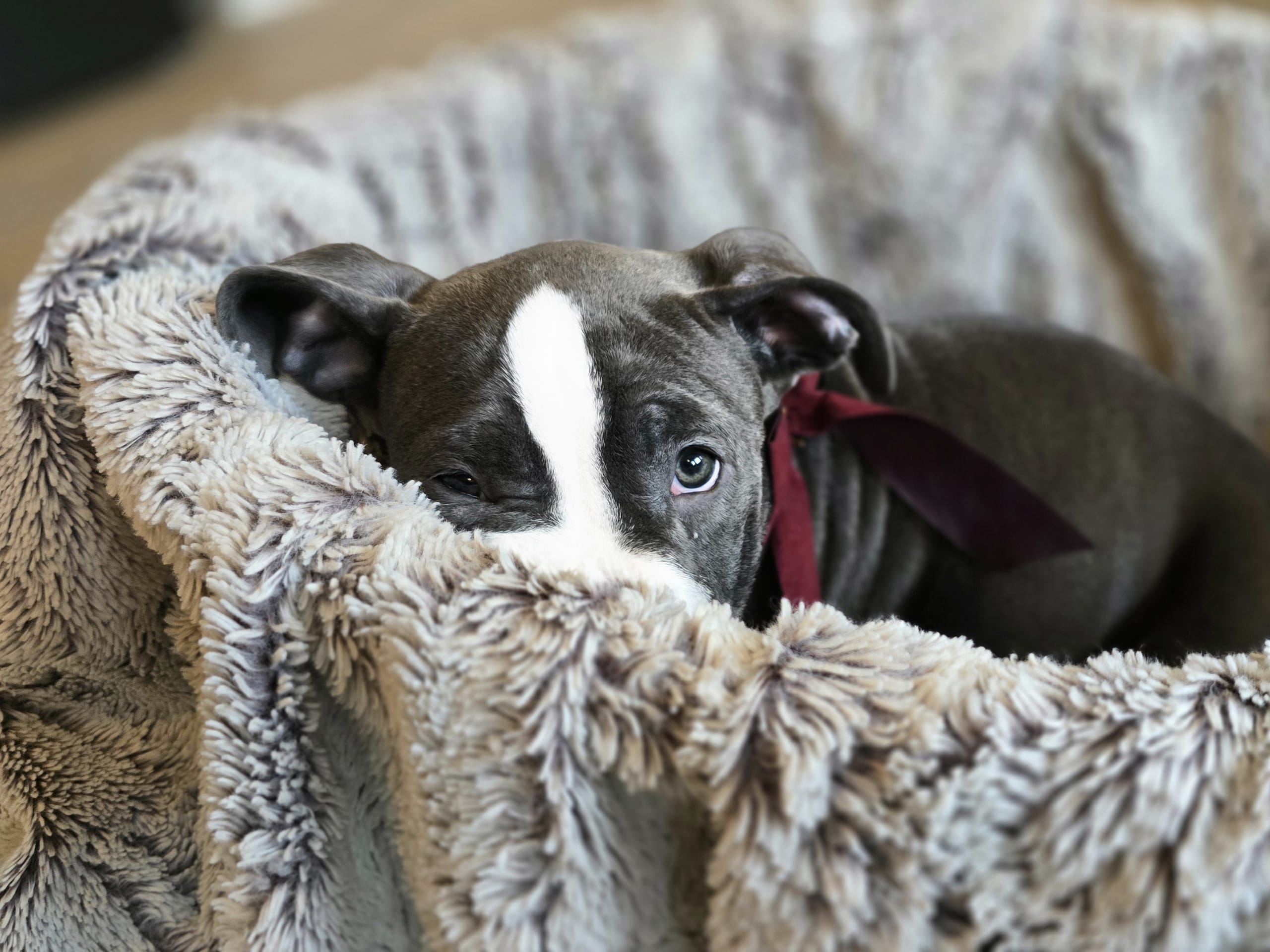 American bully