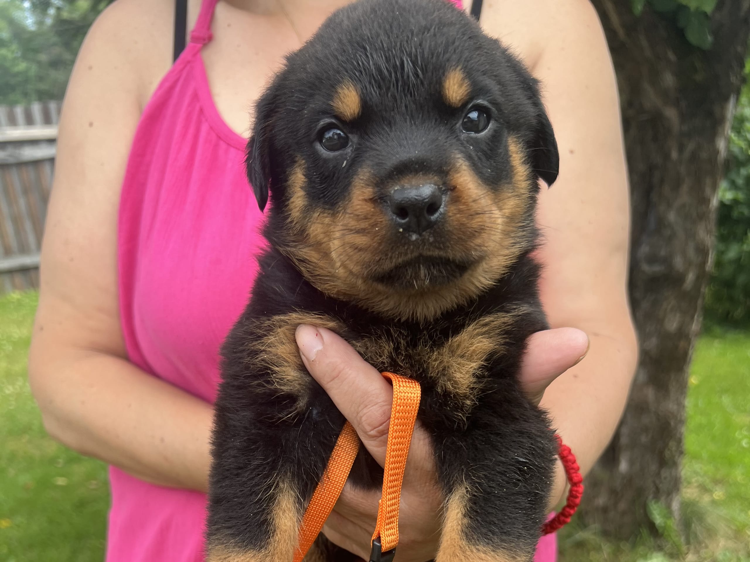 Rottweiler · Karlskoga · Lisabeta M.