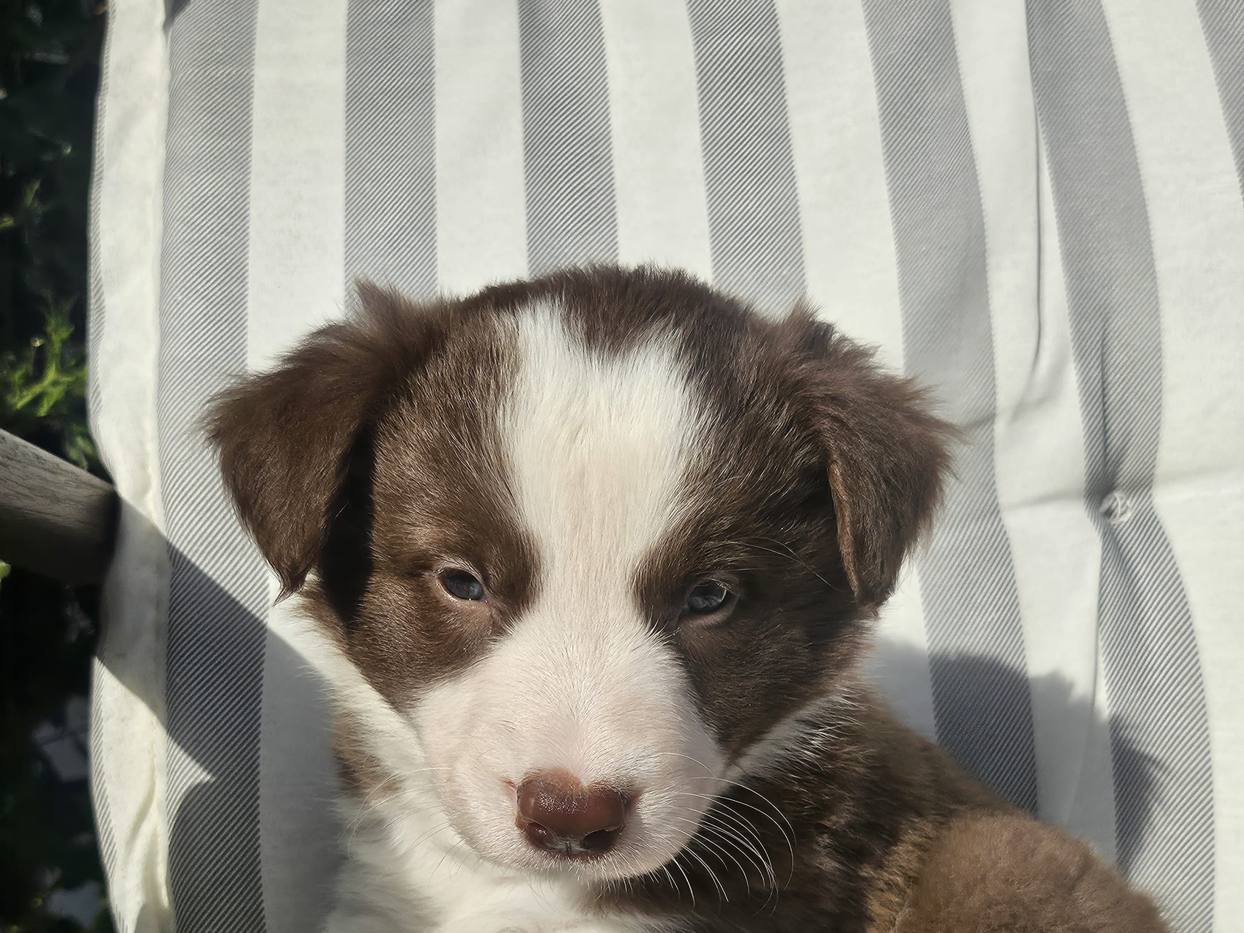 Border collie