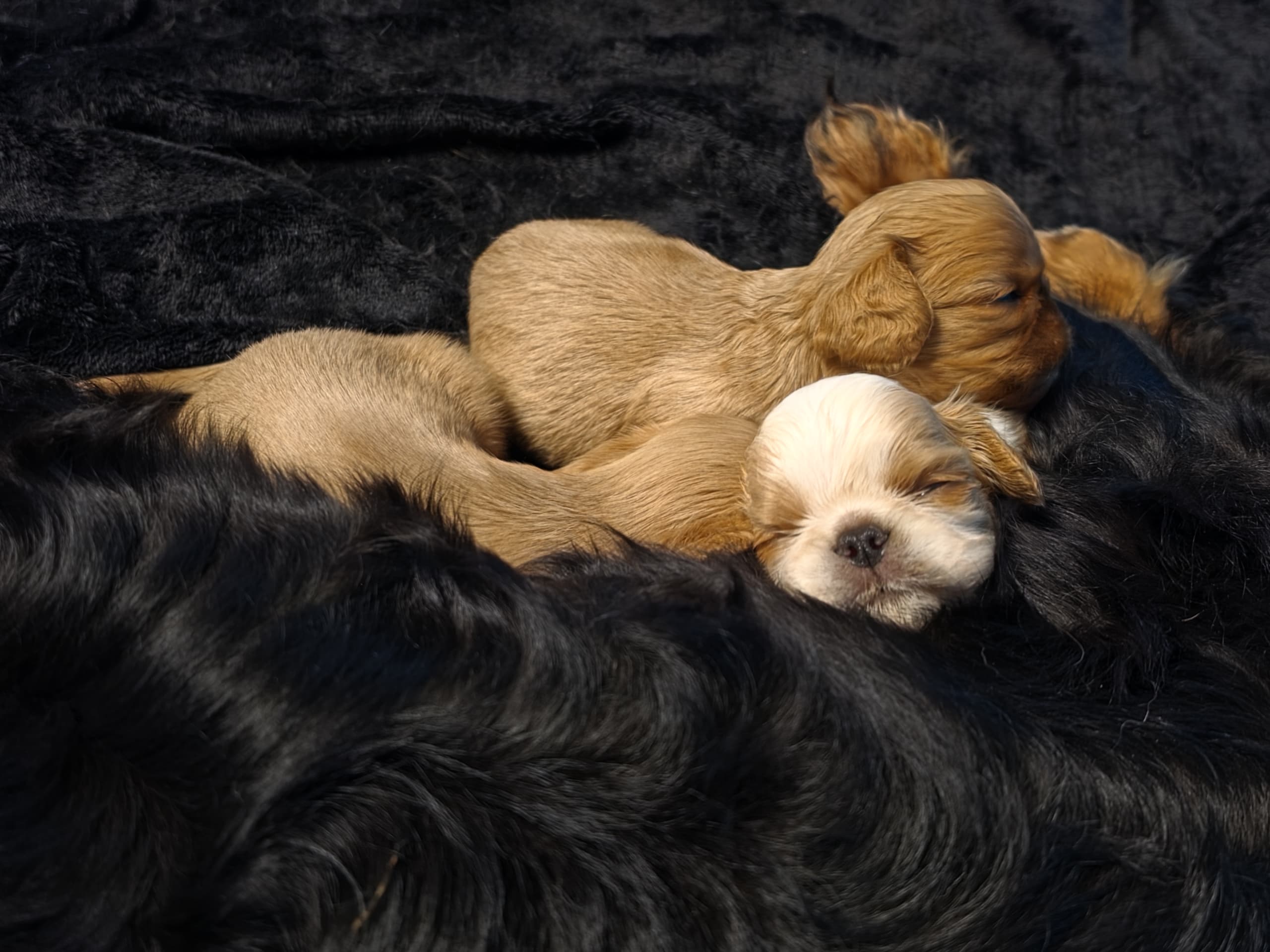 King charles spaniel