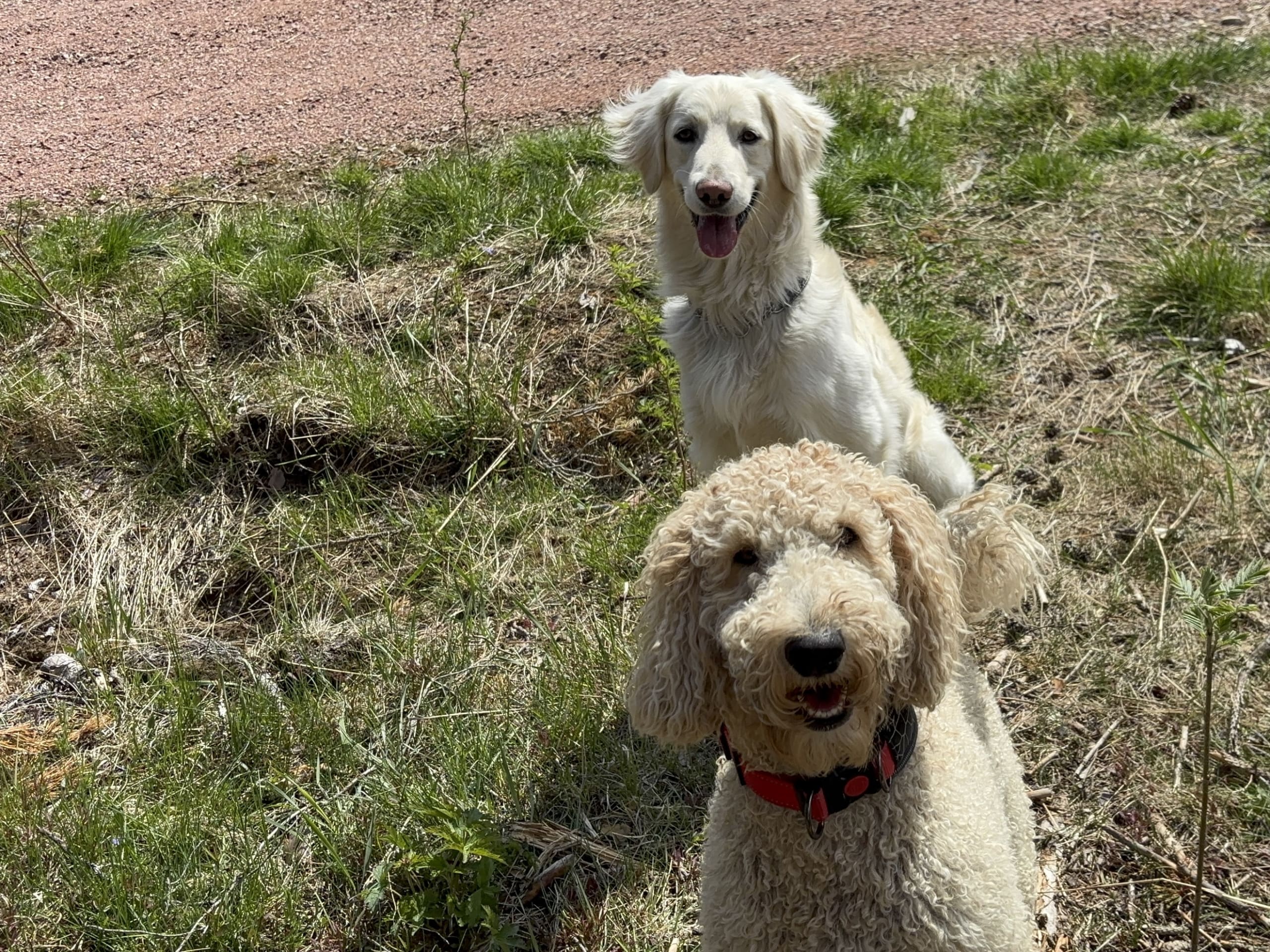 Goldendoodle