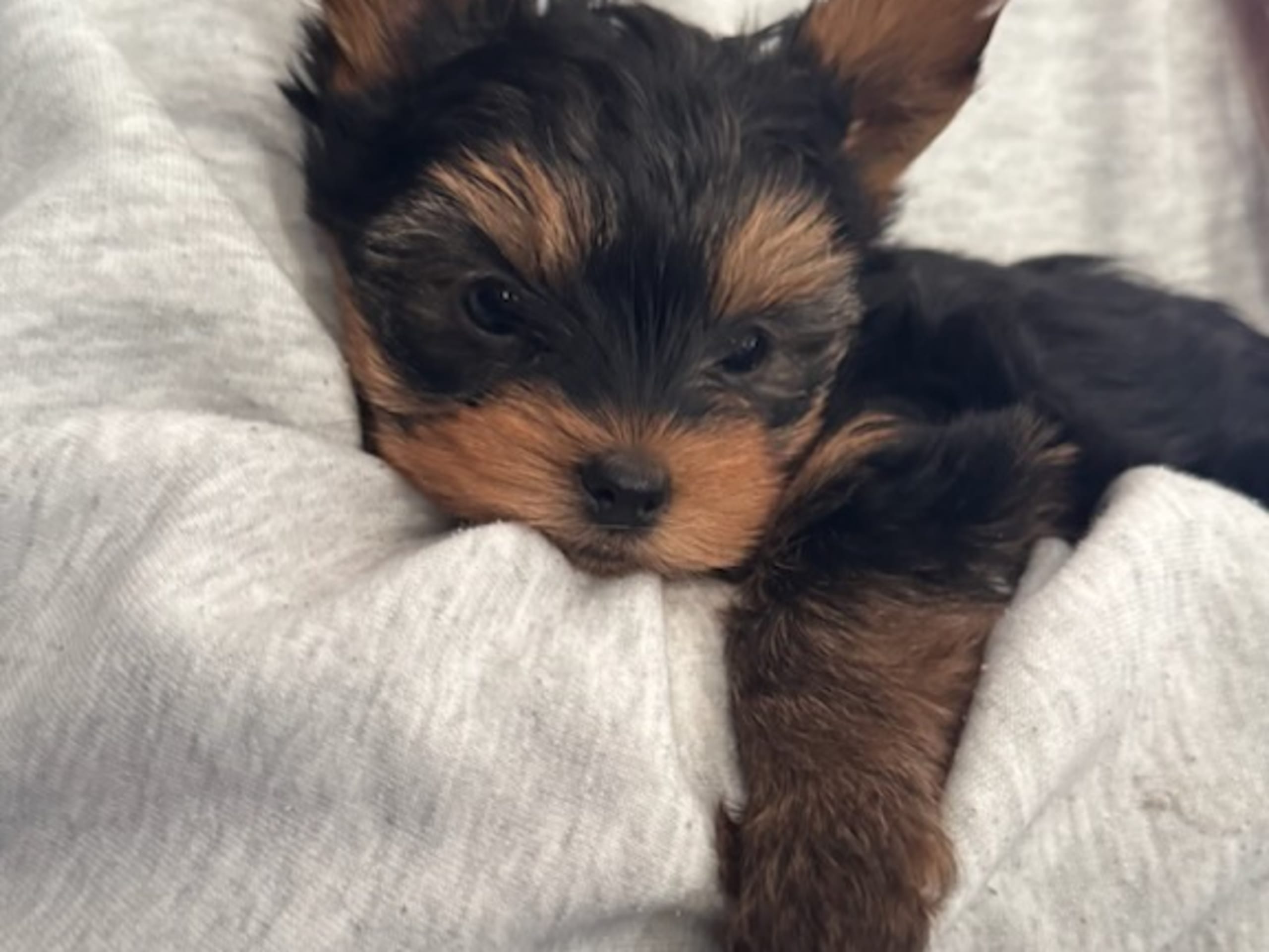 Yorkshire Terrier · Sandefjord · Aleksandra Z.