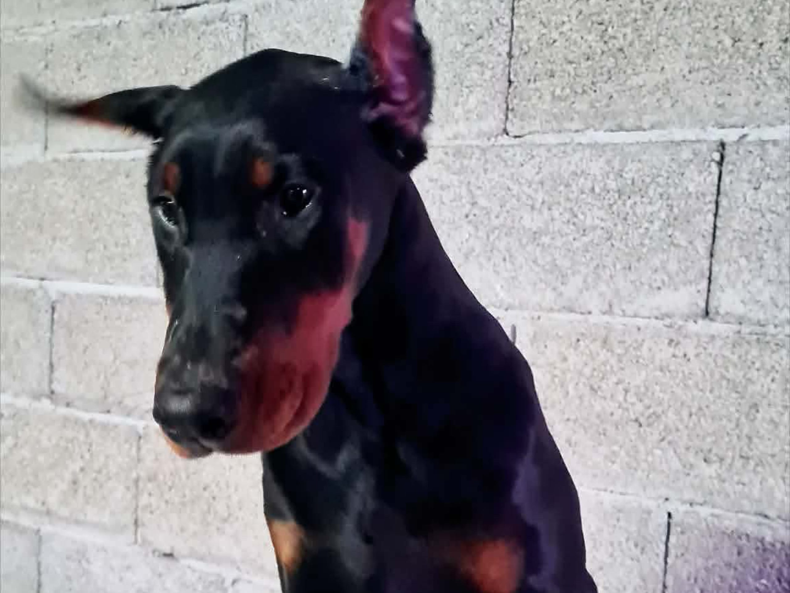 Dobermann