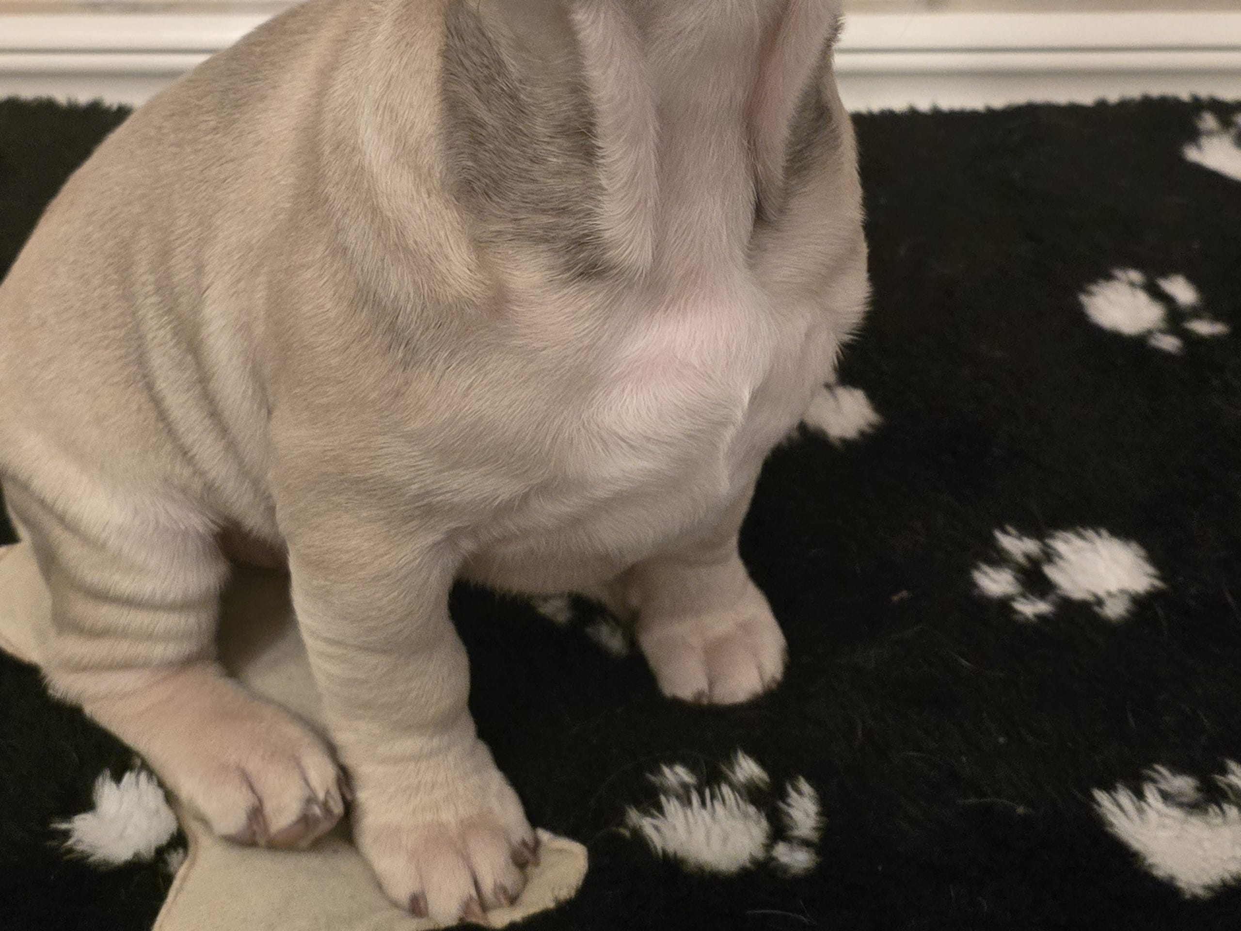 Fransk bulldogg