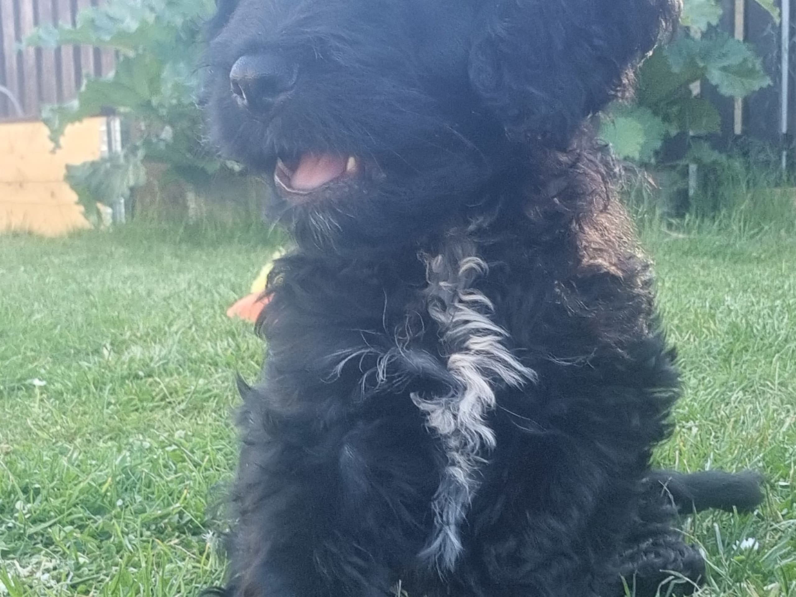 Cockerpoo · Staffanstorp · Hanna M.