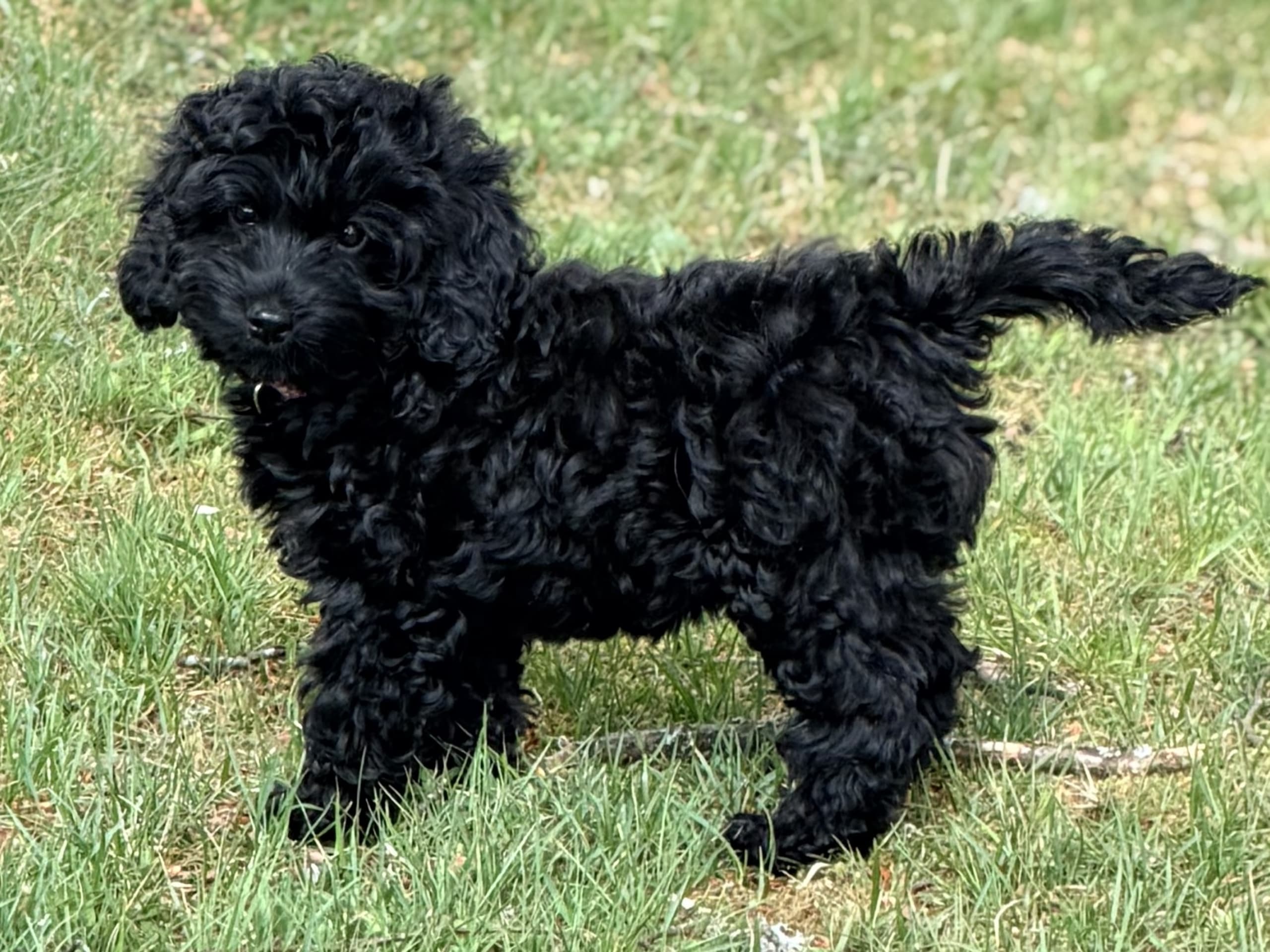 Cockerpoo
