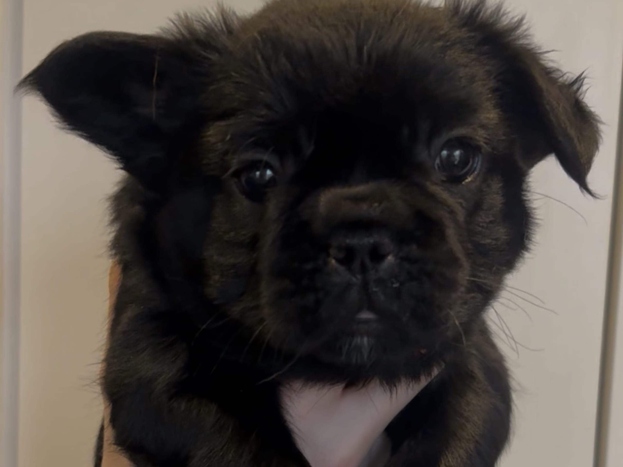 Fransk bulldogg