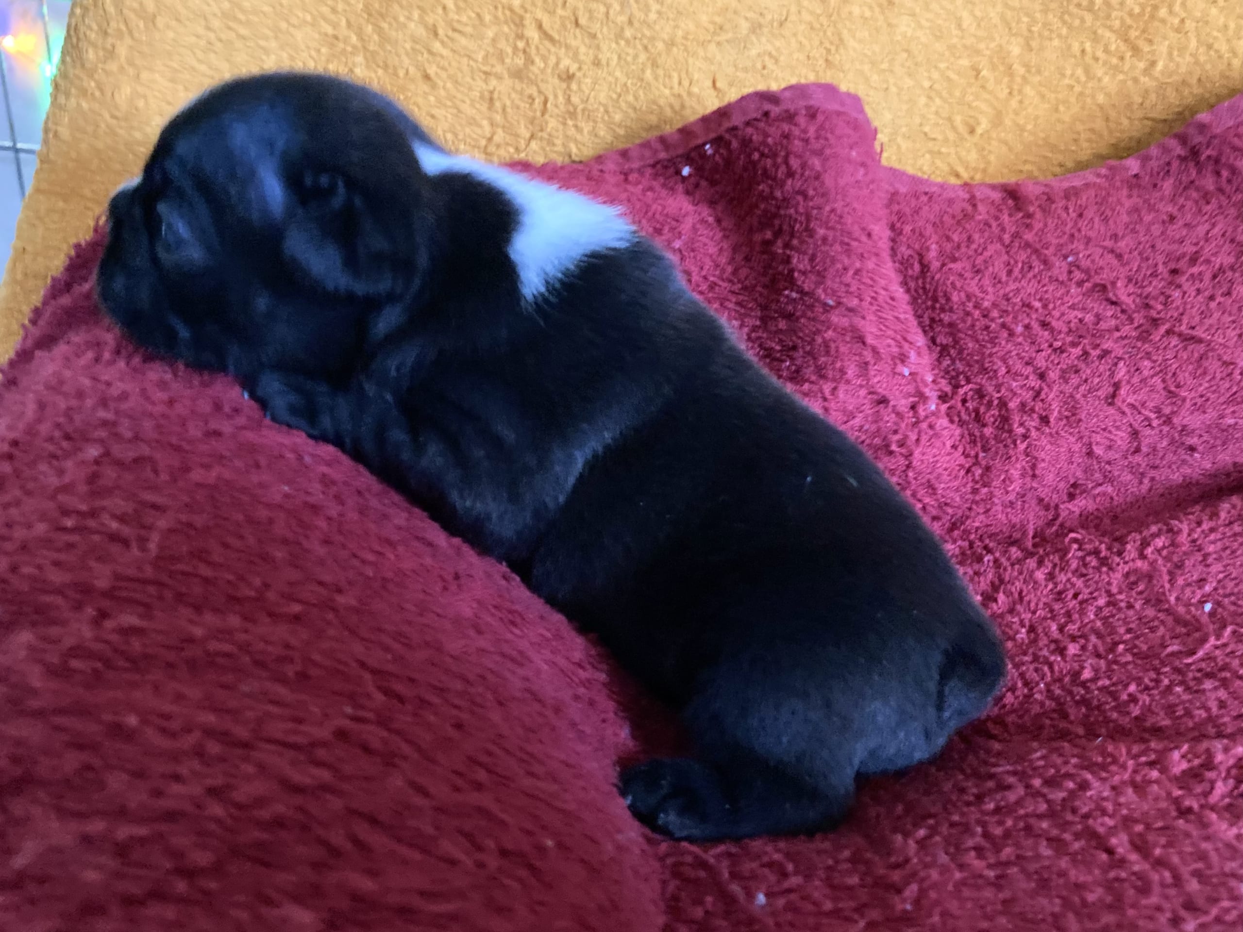 French Bulldog · östervåla · Dexline's