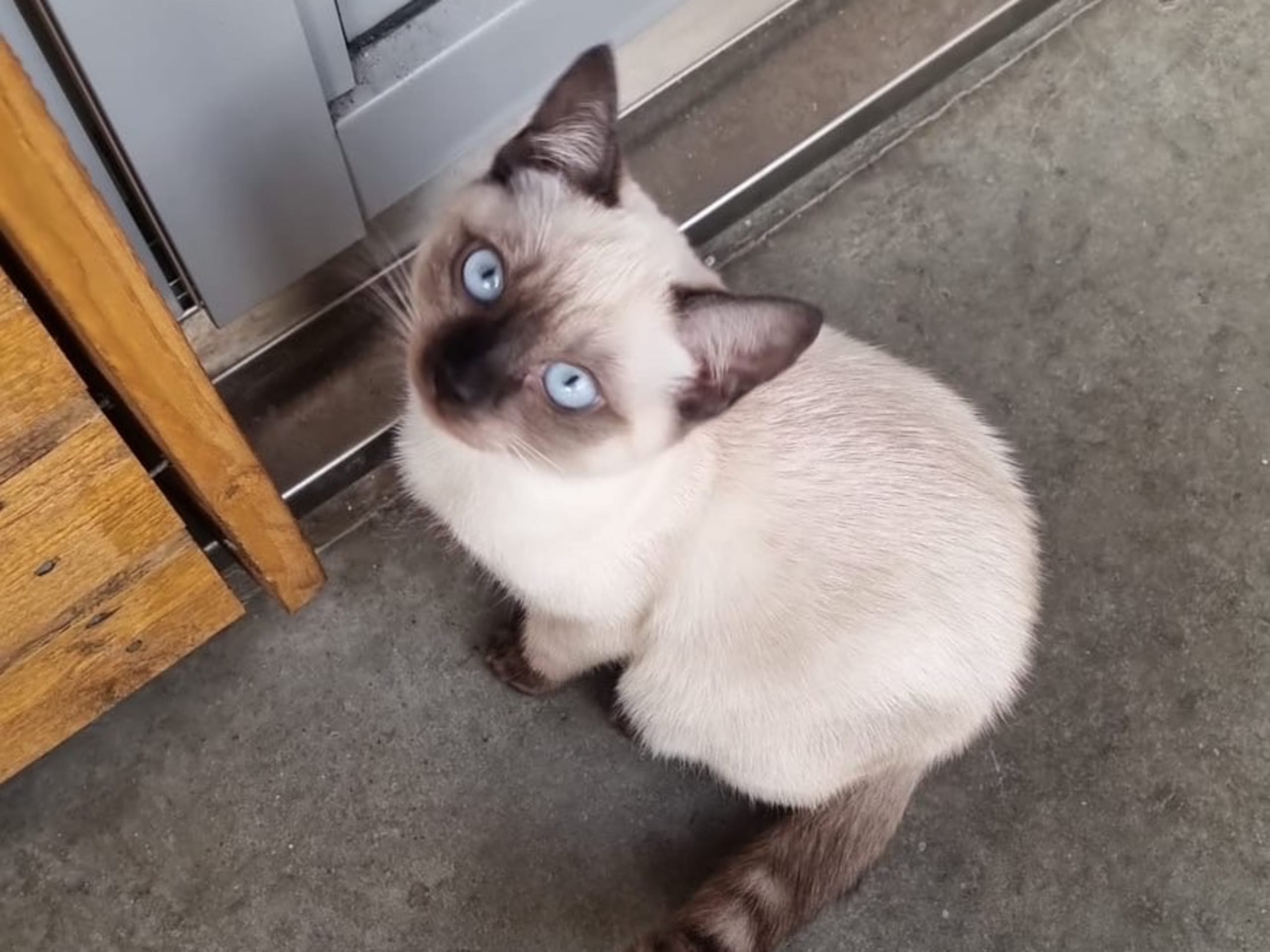 Ragdoll · Växjö · Bayan J.