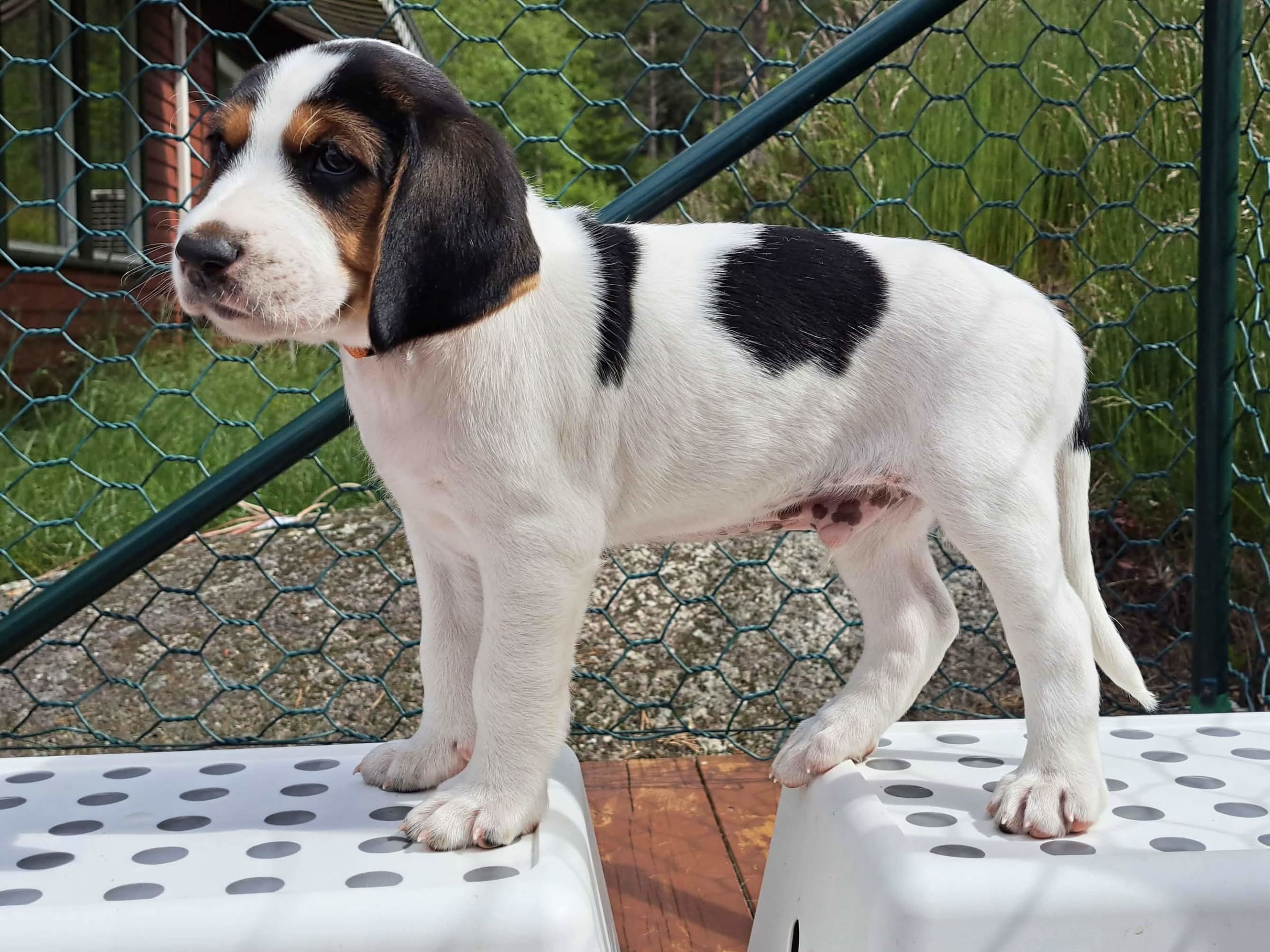 Halden Hound (Haldenstøver)