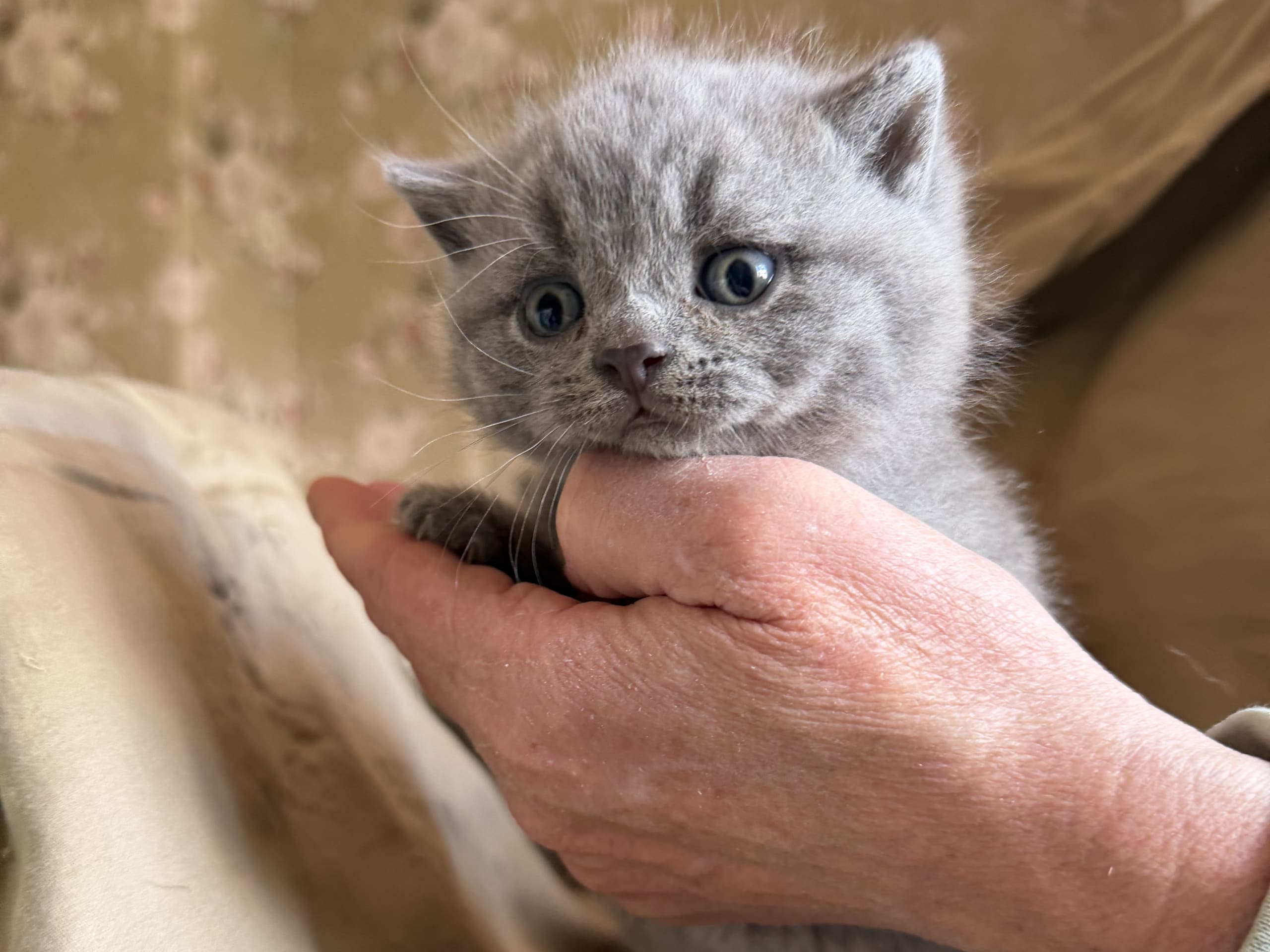 British Shorthair · Västerhaninge · Se*Hästbyn’s