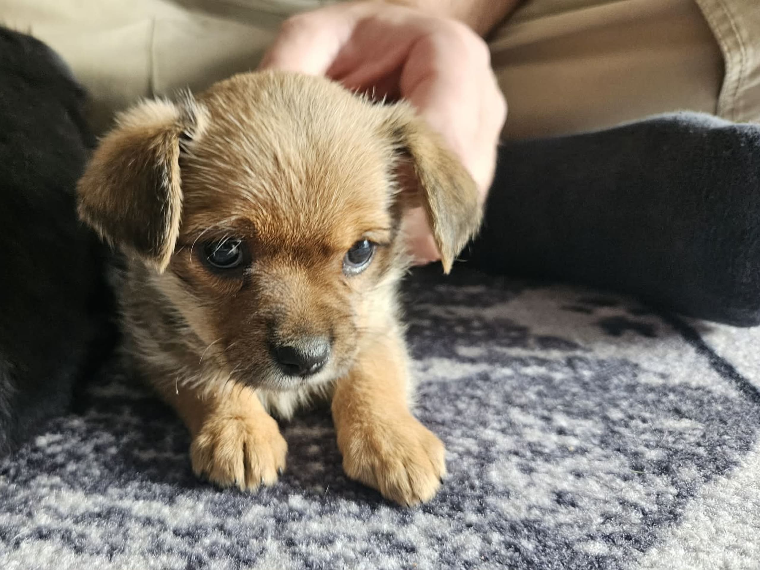 Pomchi/Bichon frisé/Yorkshire terrier · Borås · Sofie L.