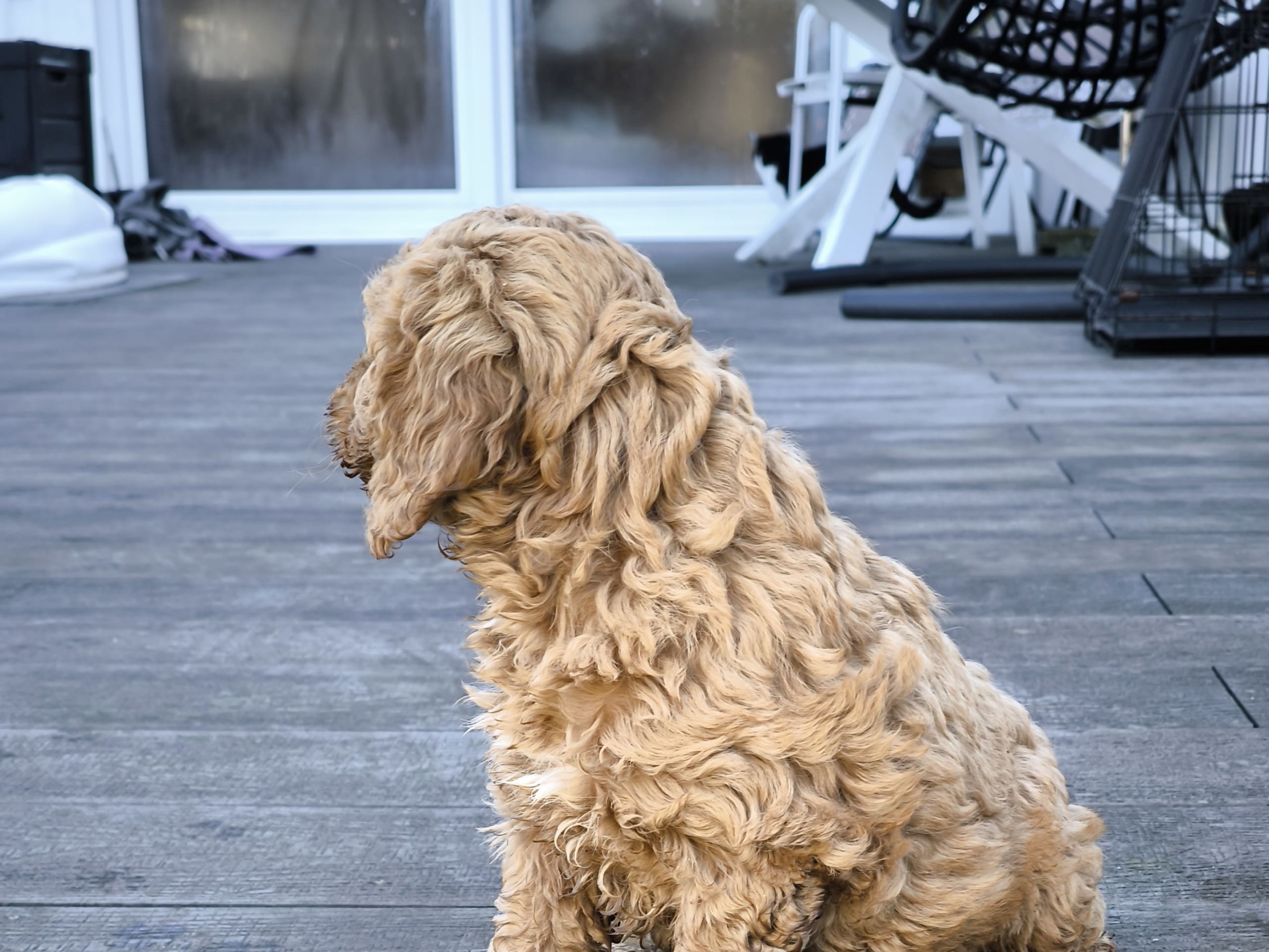 Cockerpoo · Nol · Anfastebo hunduppfödning