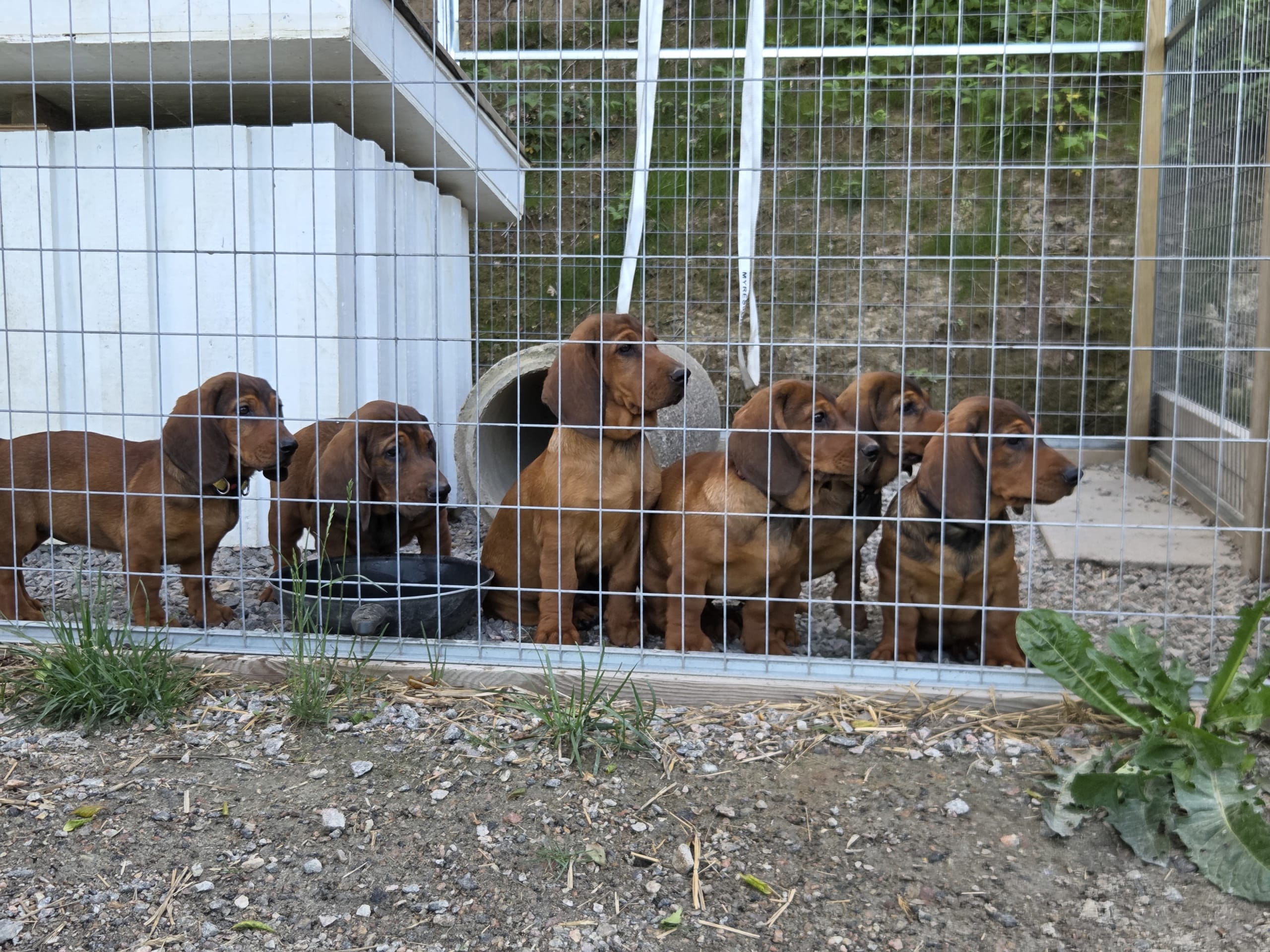 Alpine Dachsbracke