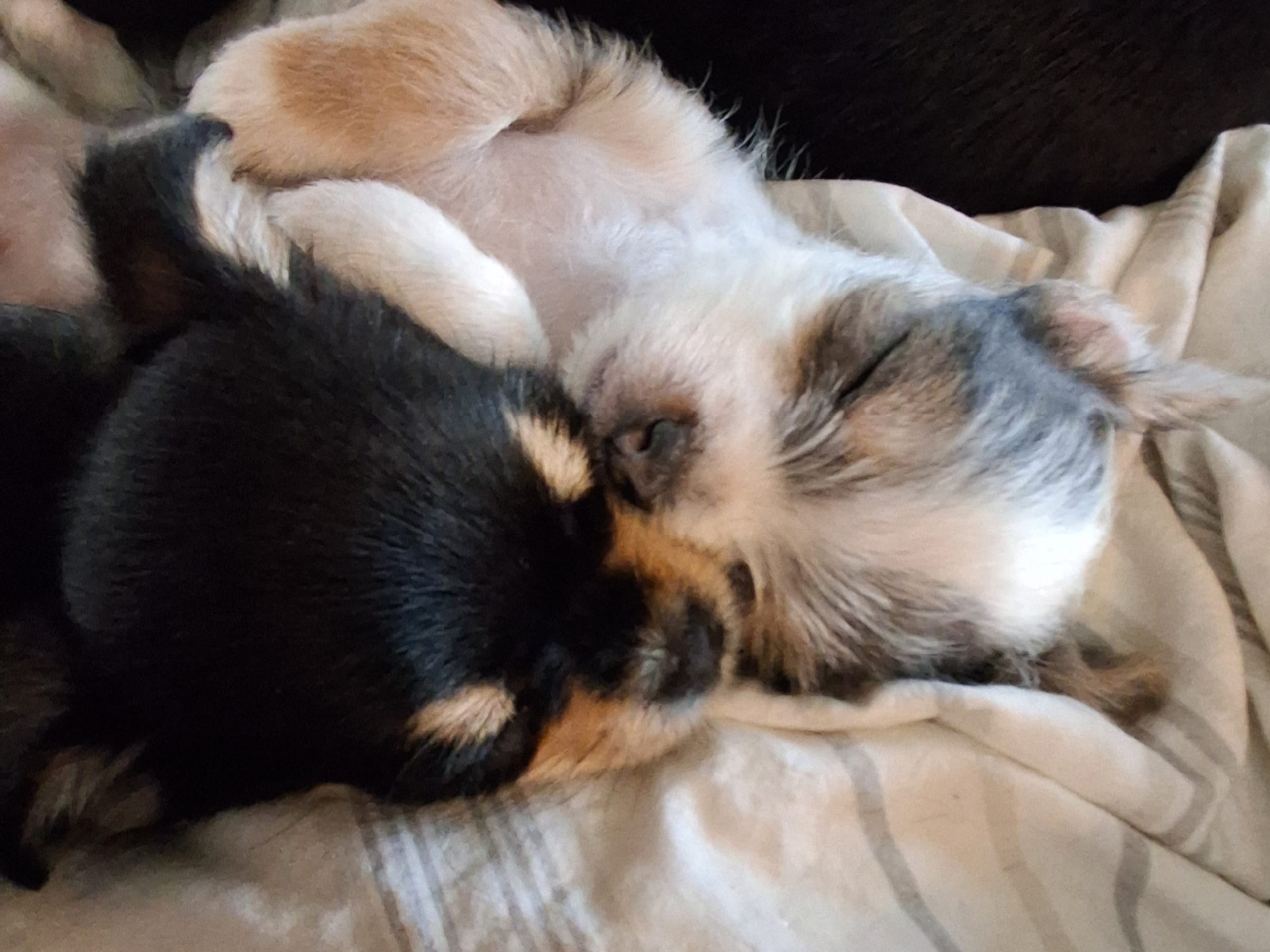 Yorkie malteser shi tzu og chih blanding · Hønefoss · Linda Regine Hauge S.