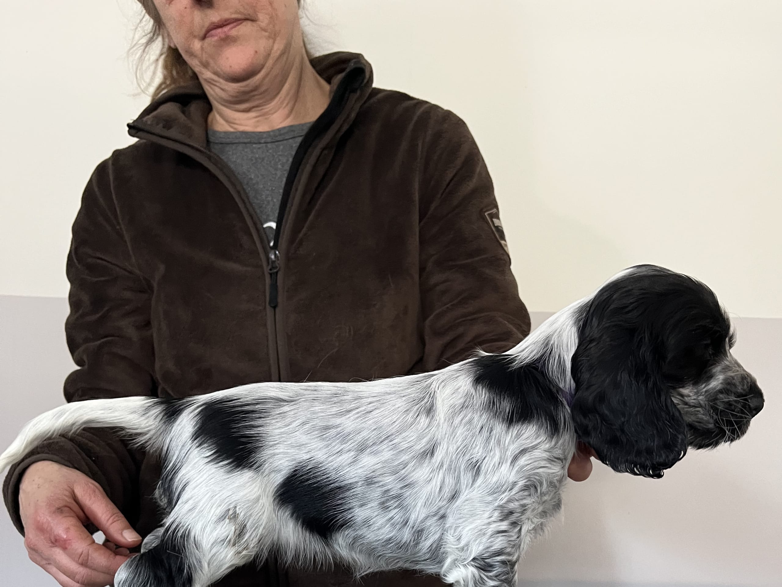 Cocker spaniel