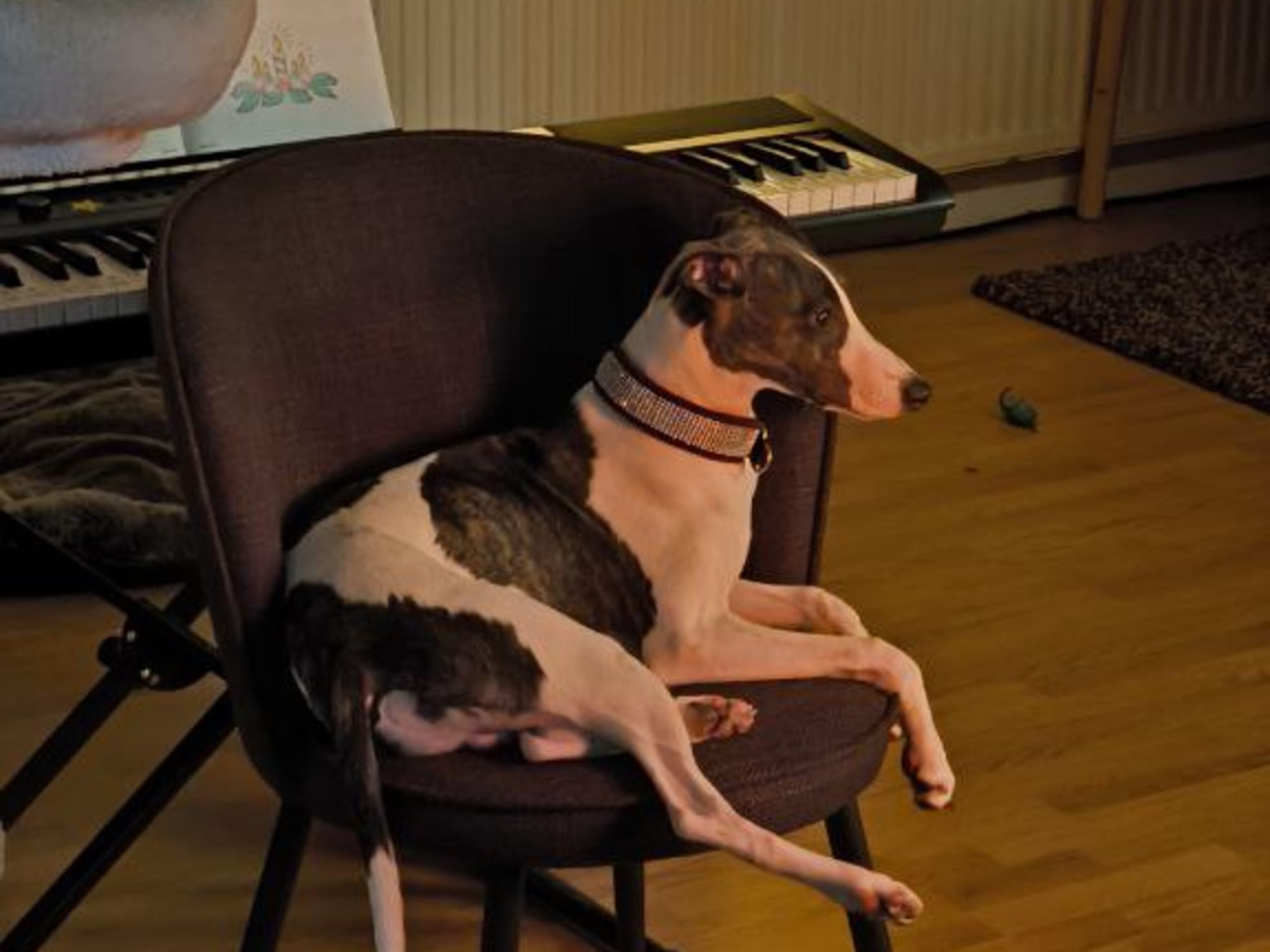 Whippet