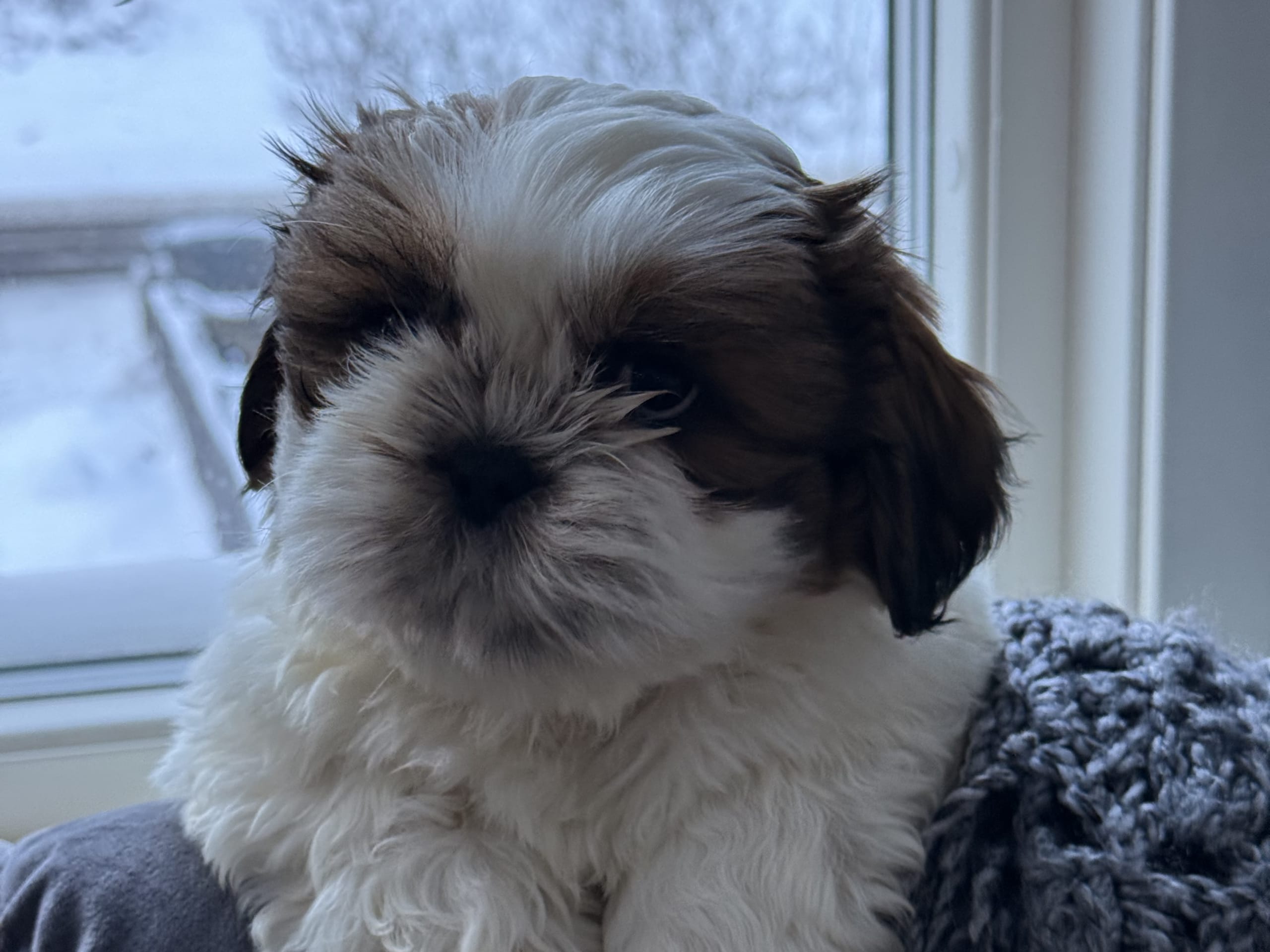 Shih tzu
