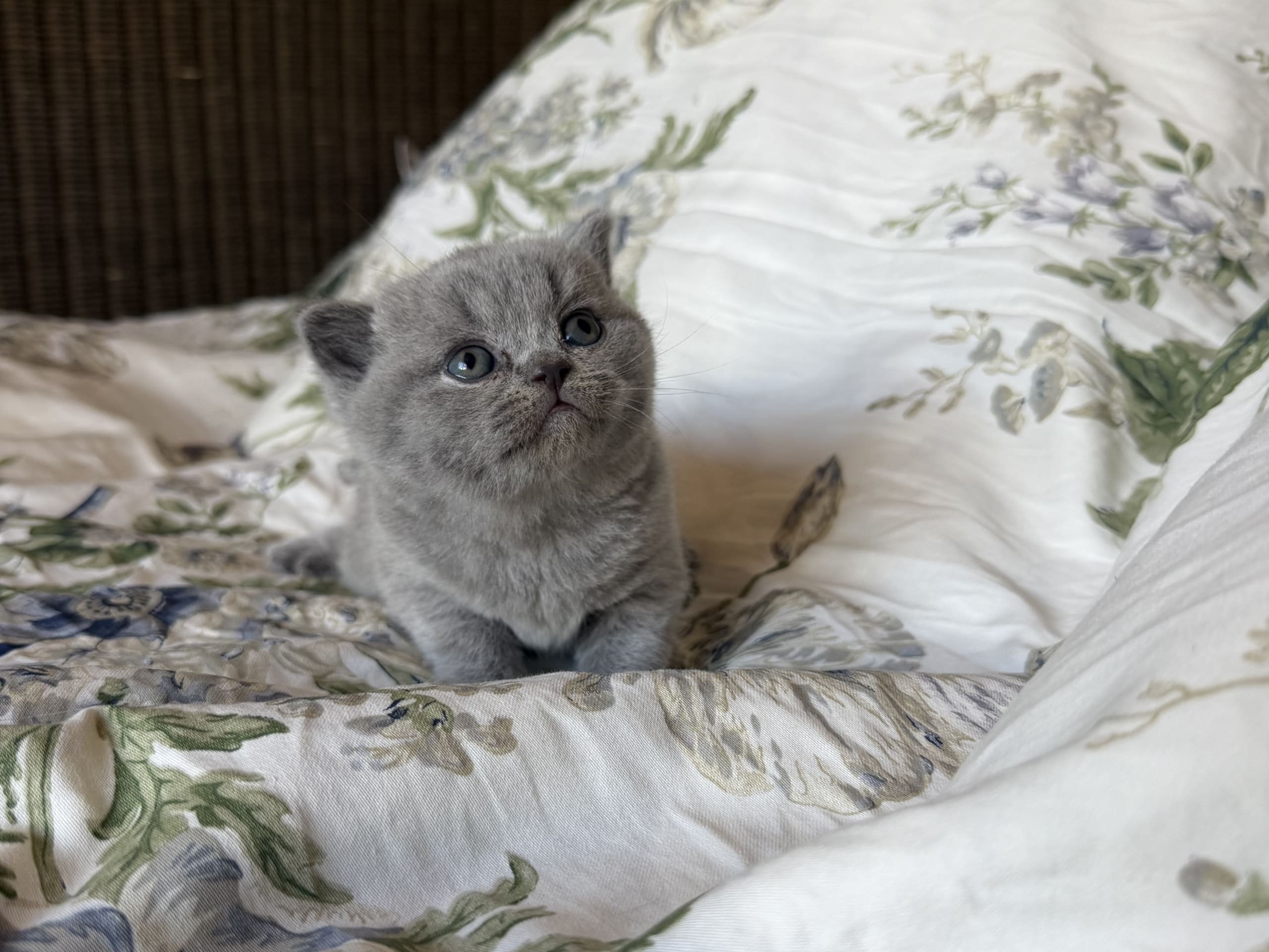 British Shorthair · Västerhaninge · Se*Hästbyn’s