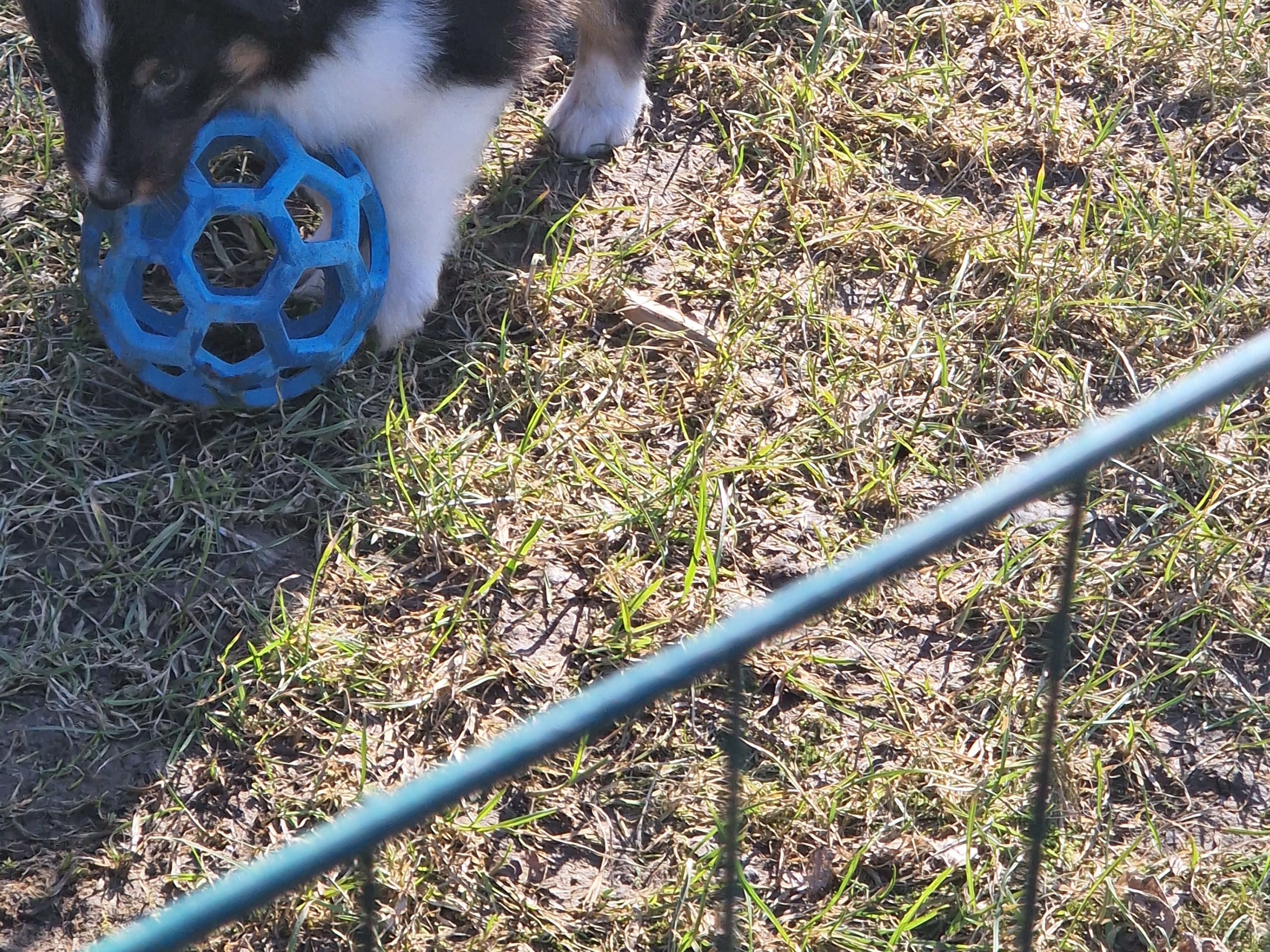 Shetland sheepdog