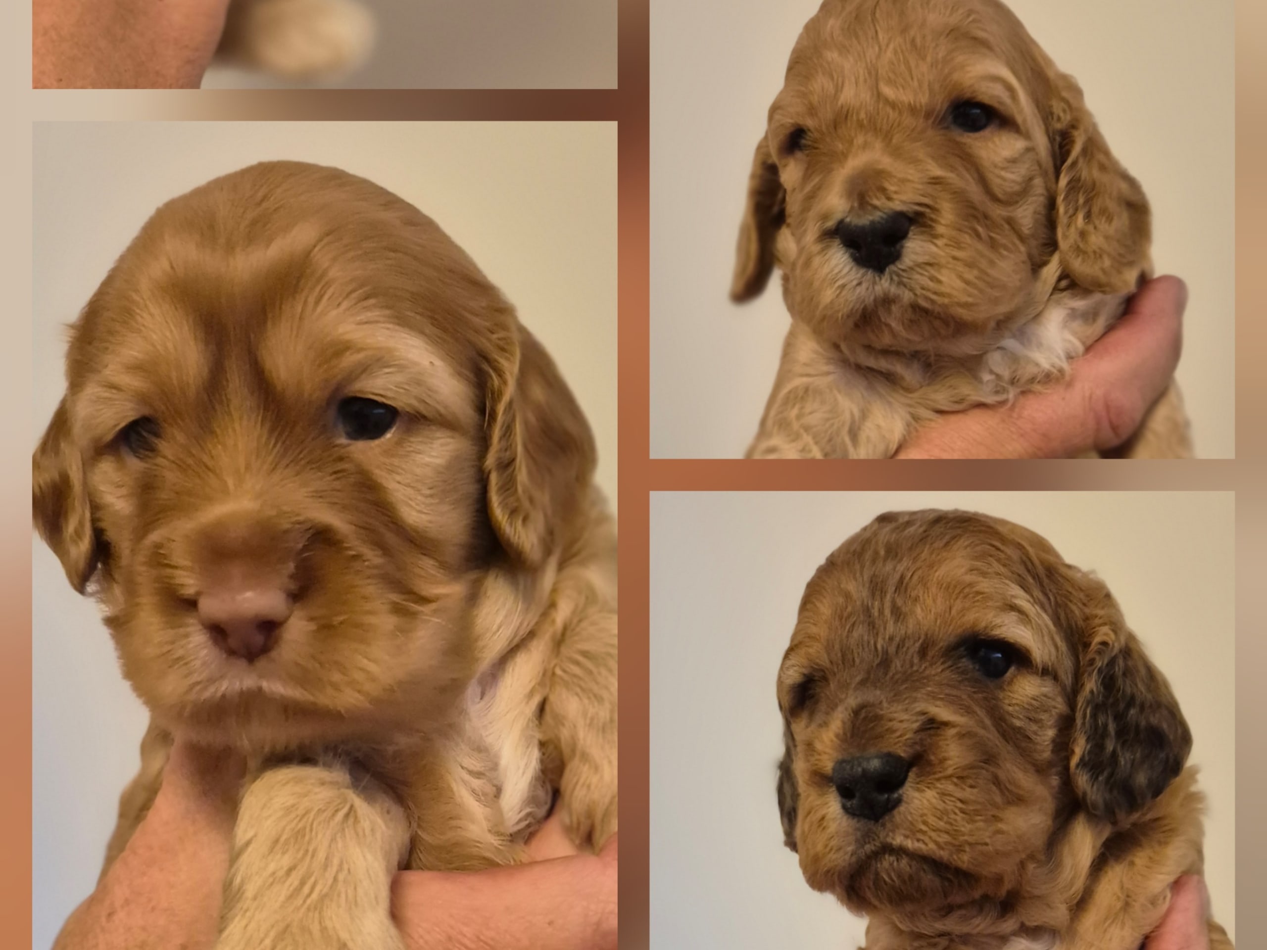 Cockerpoo · Vaggeryd · Sjökantens Cockerpoo