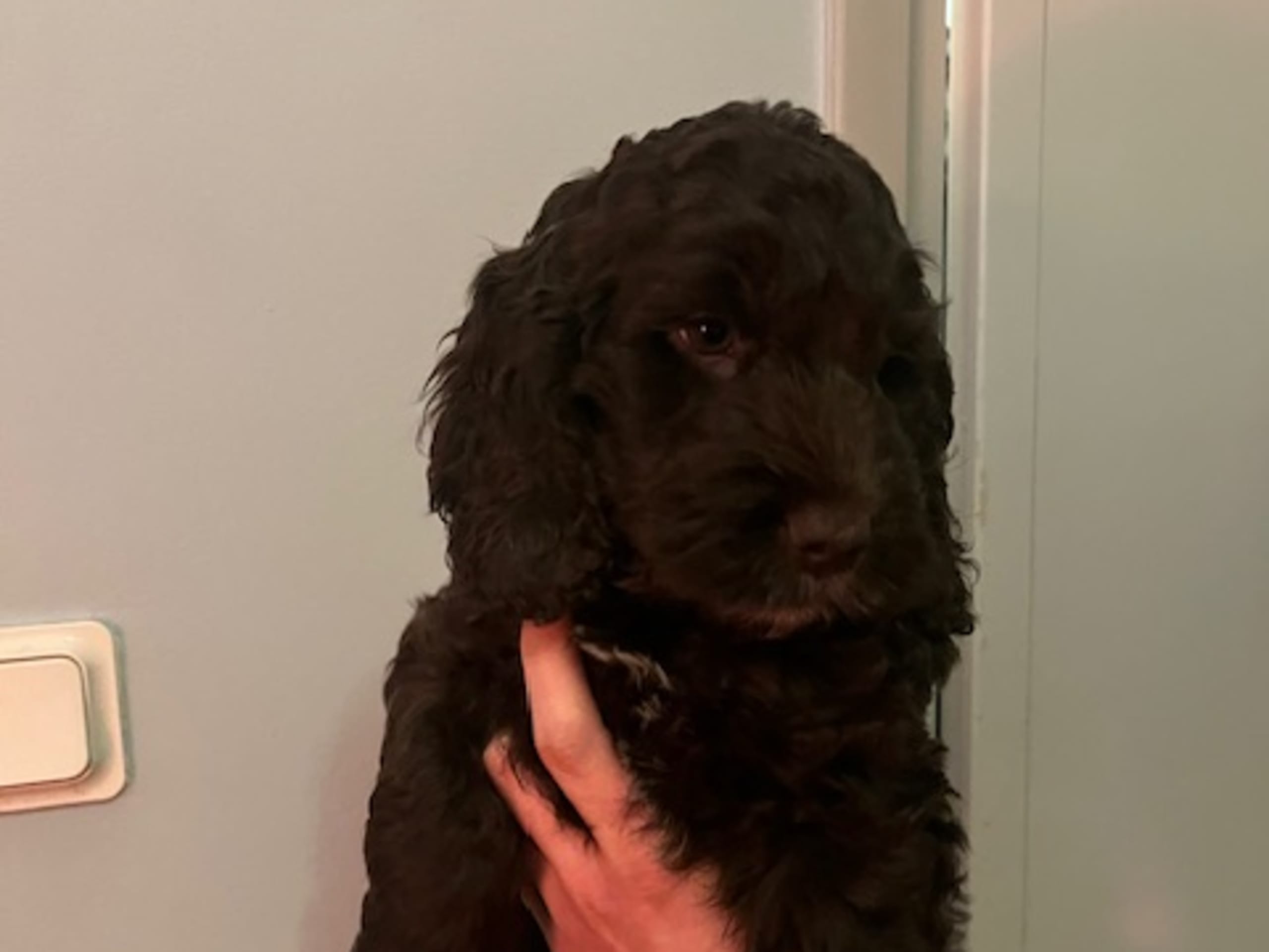 Cockerpoo