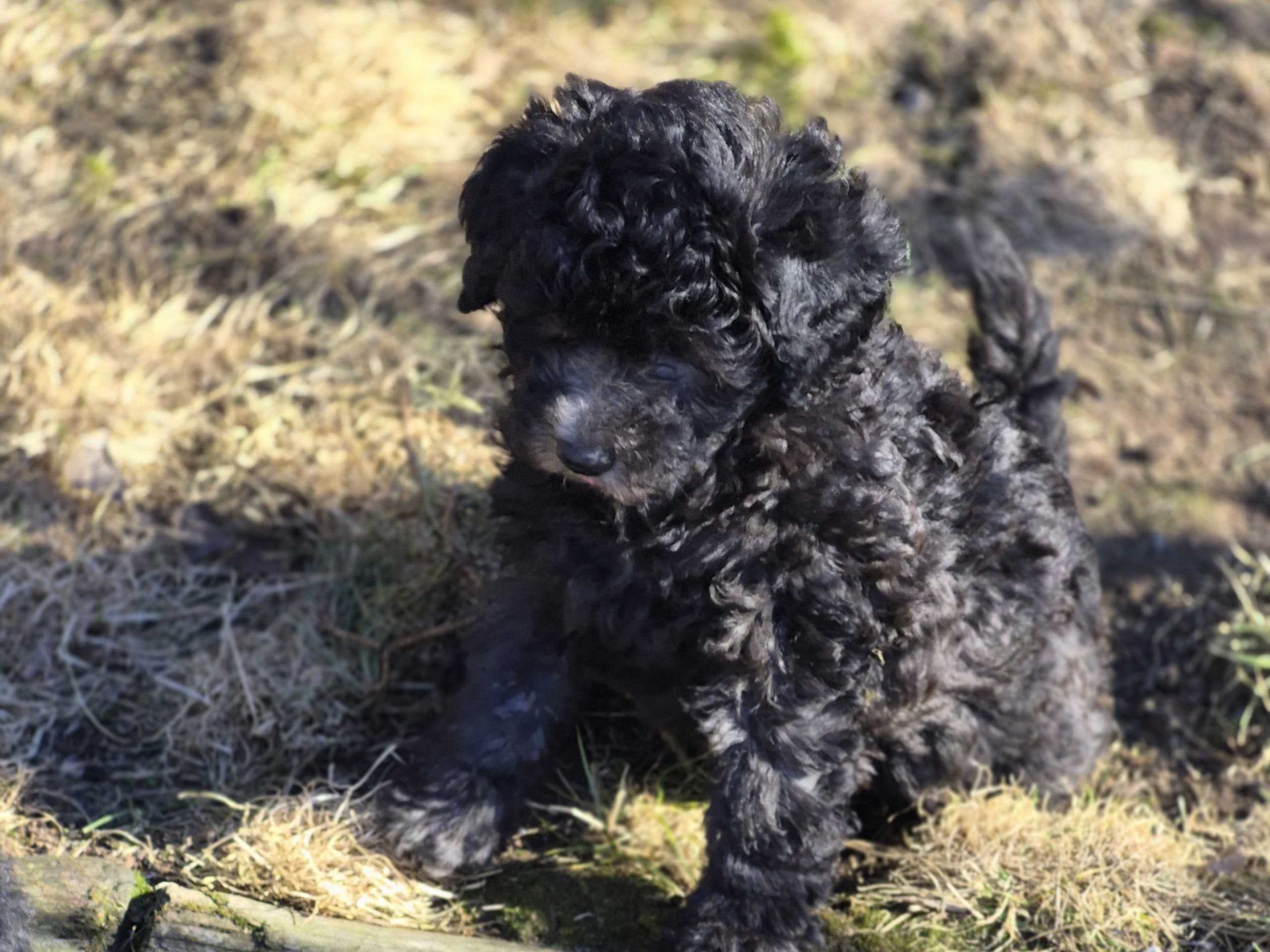 Shihpoo