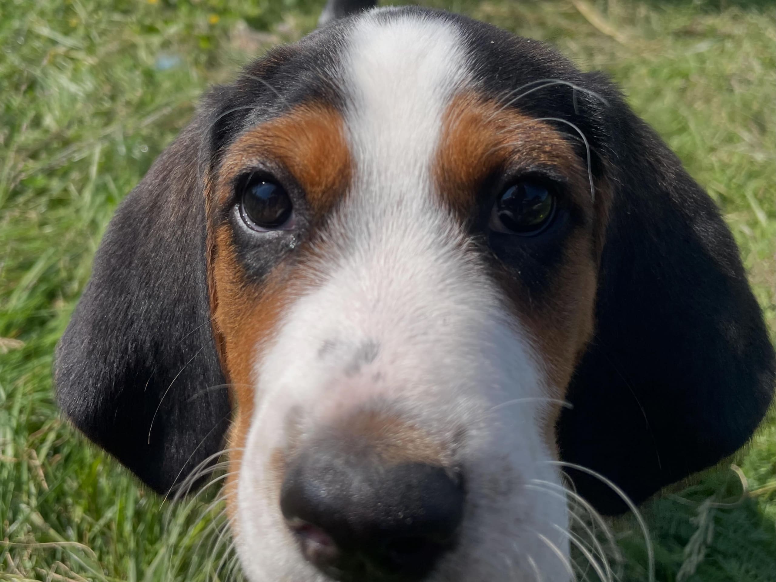 Halden Hound (Haldenstøver)