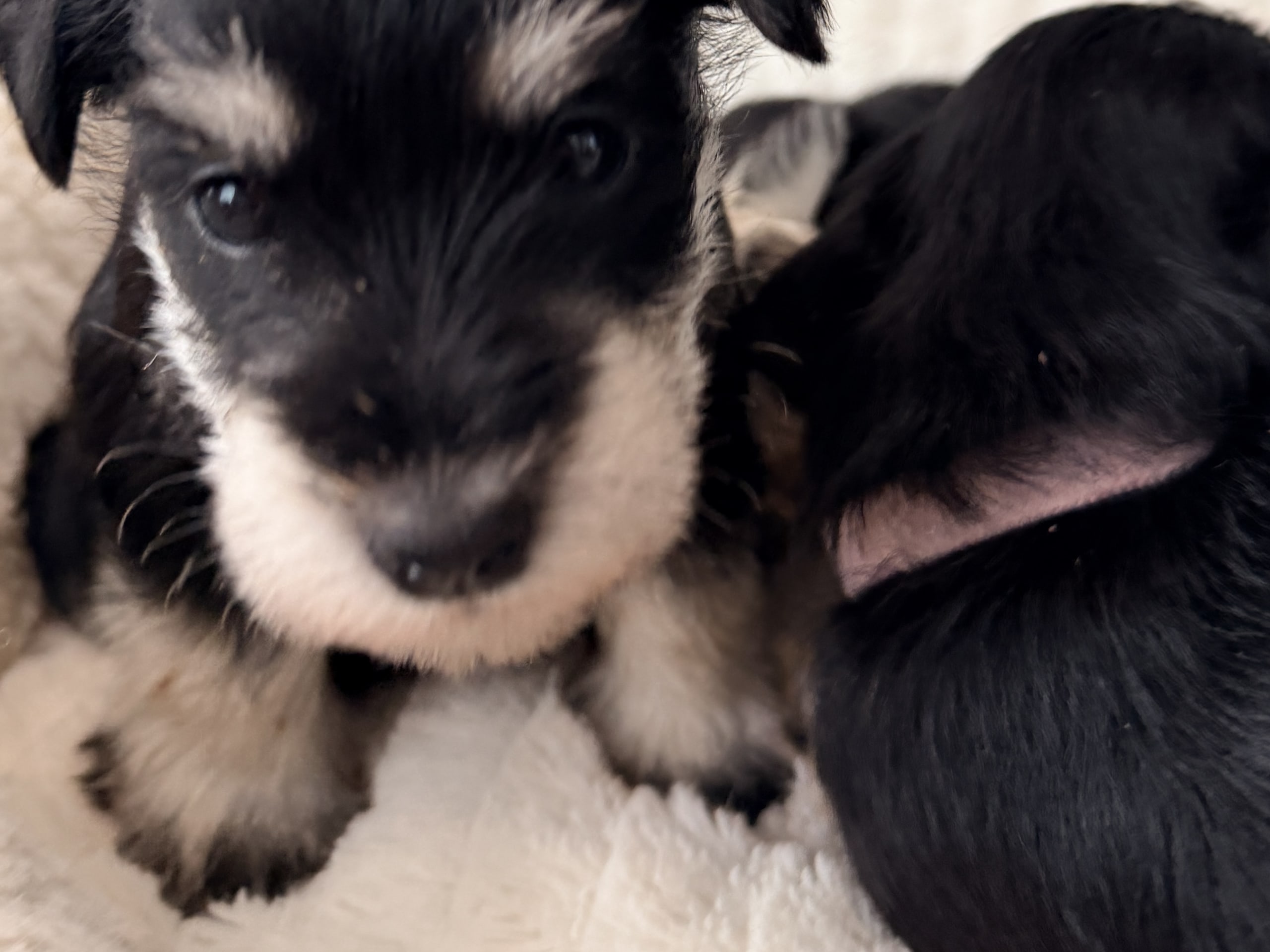 Dvärgschnauzer