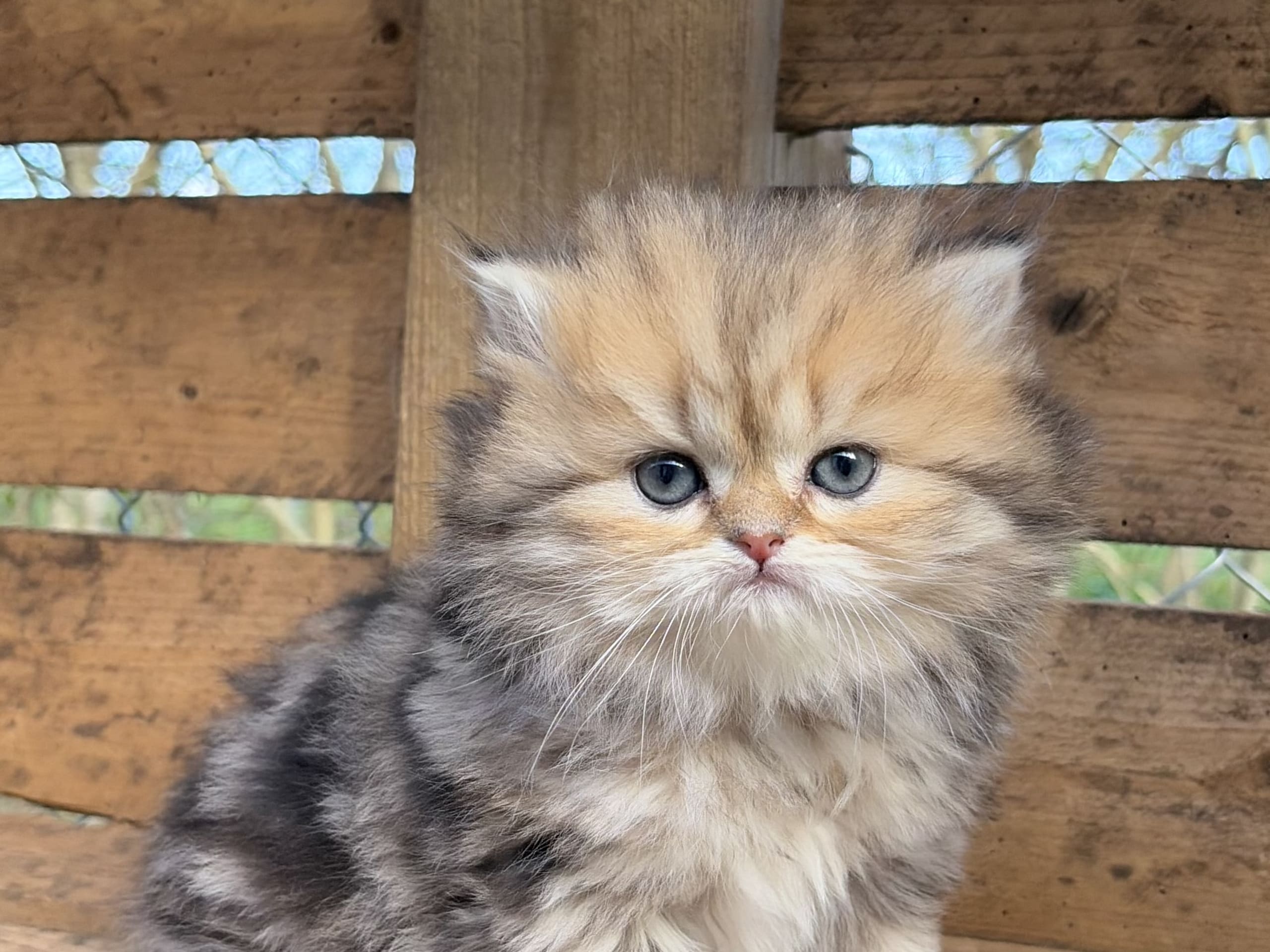 SE*Lilla Kattmakeriet