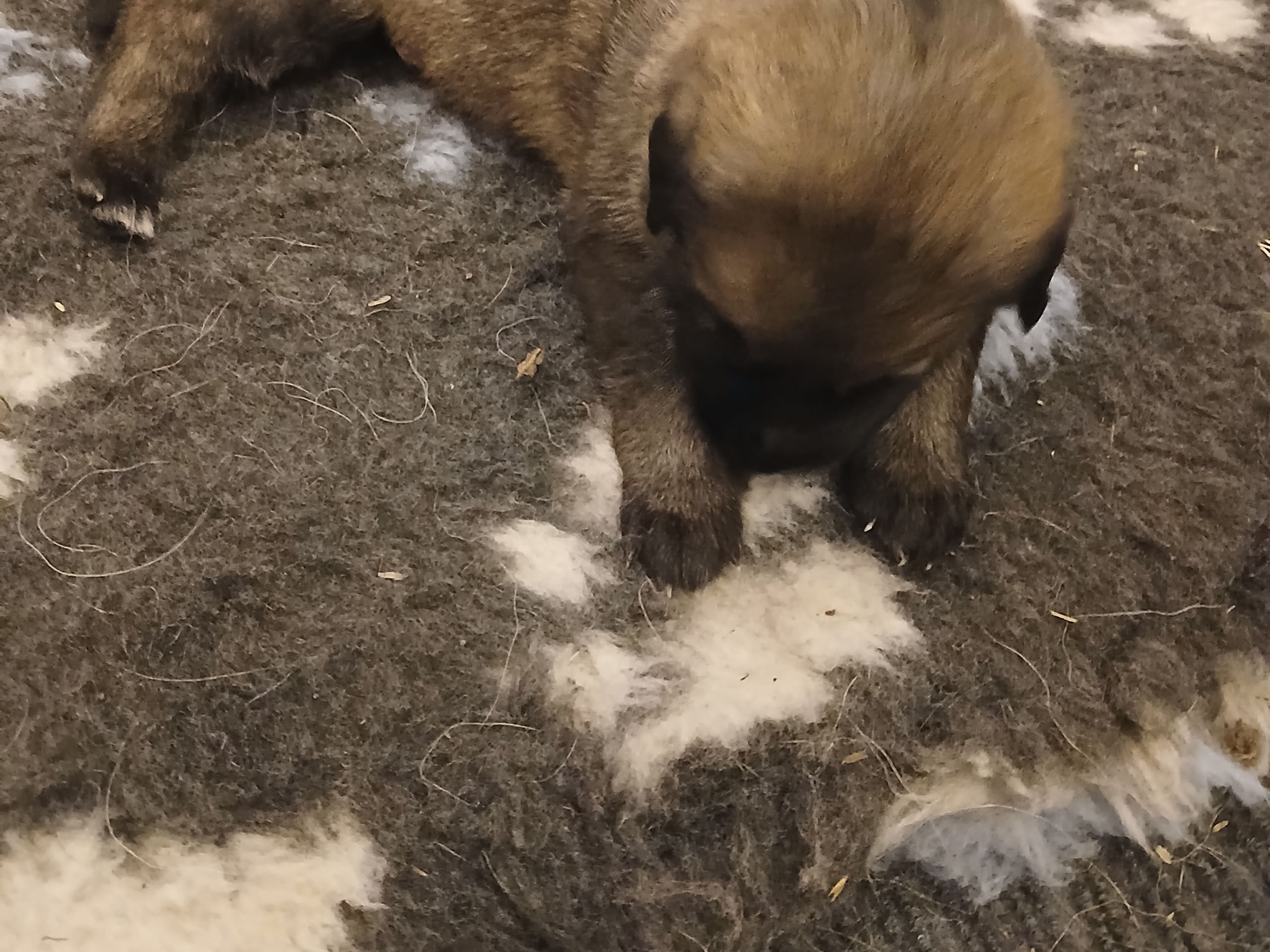 Tysk Schäferhund · Listerby · Kennel Snibor Anzi