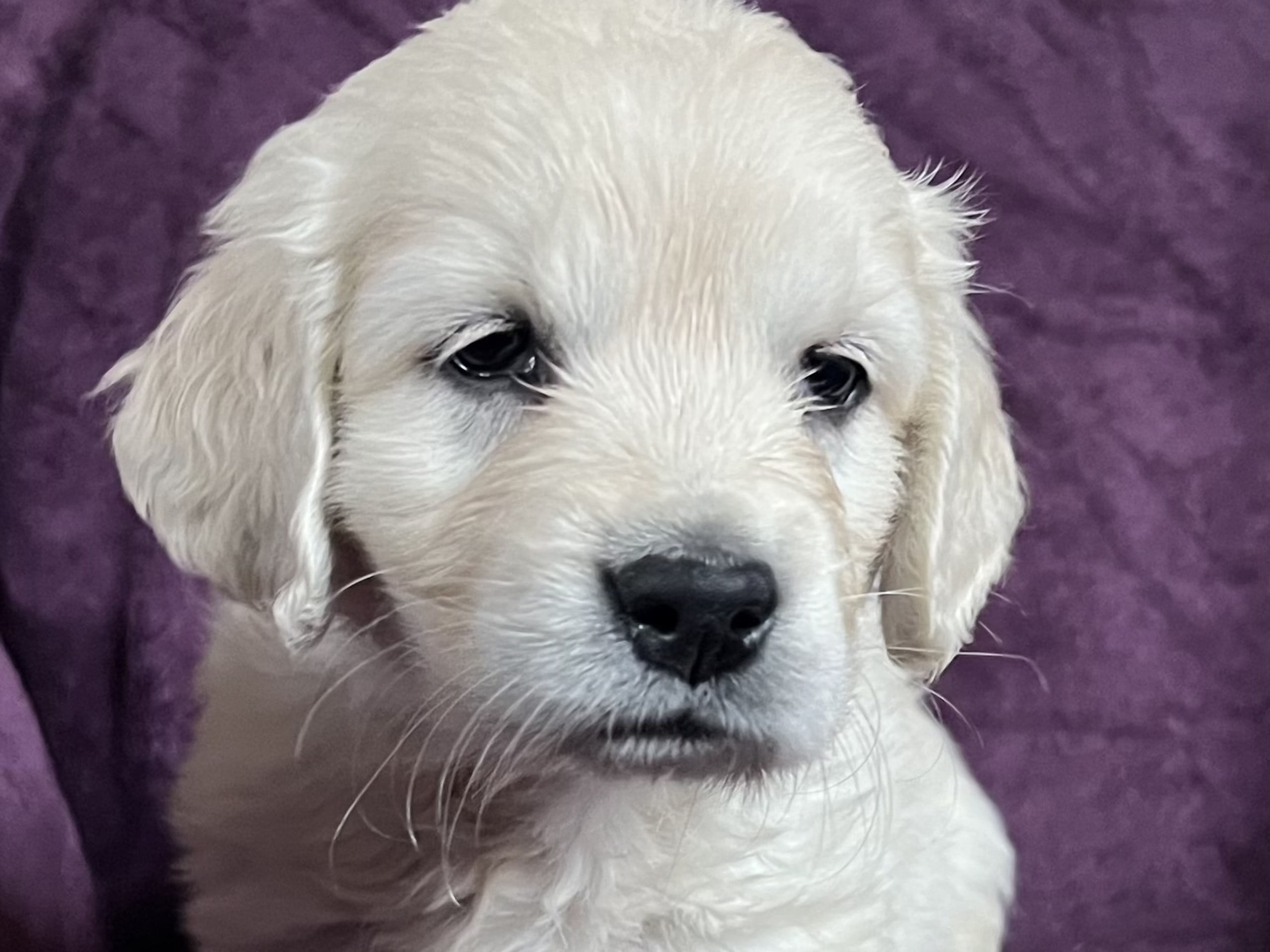 Golden retriever