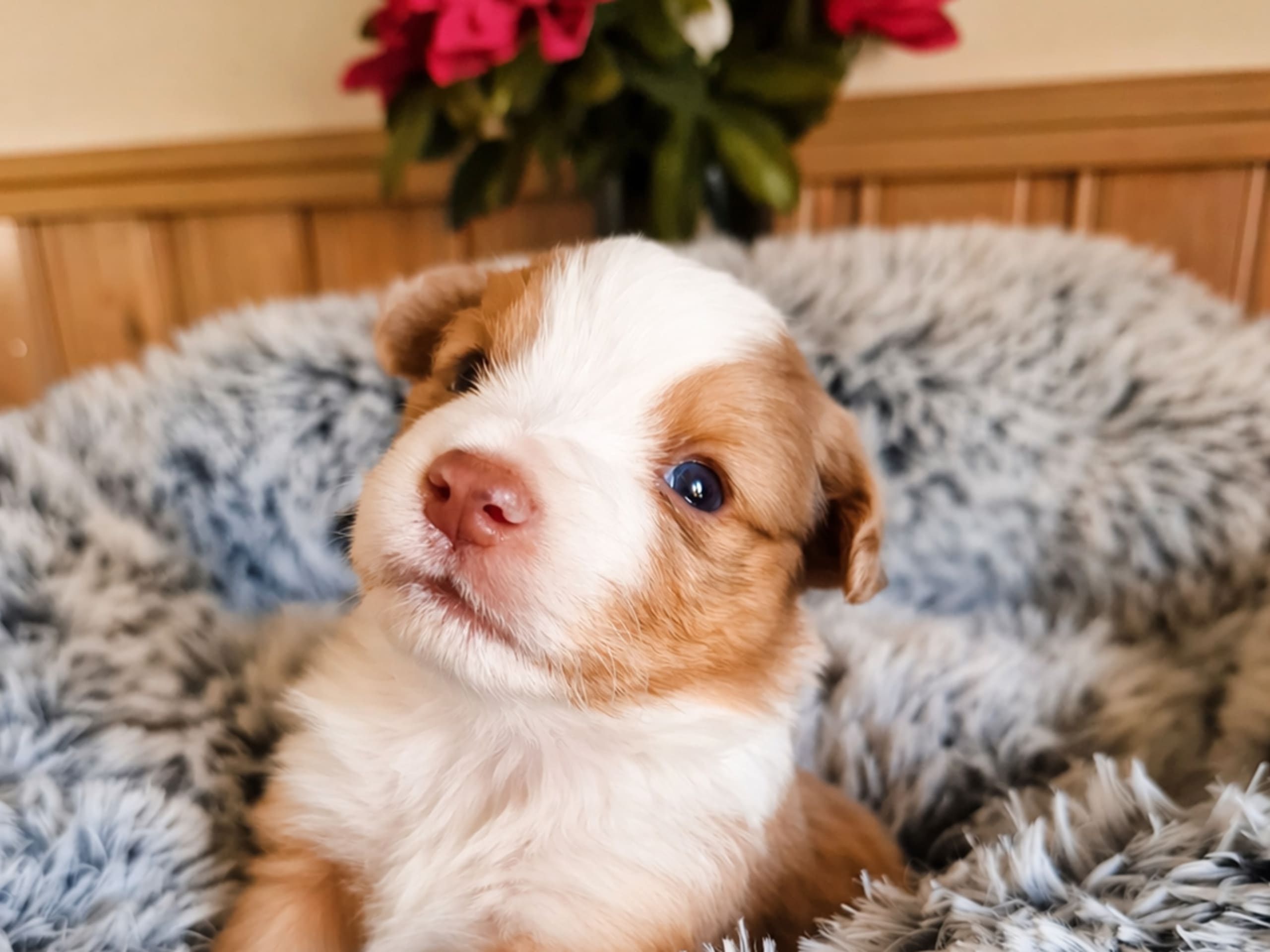 Miniature american shepherd