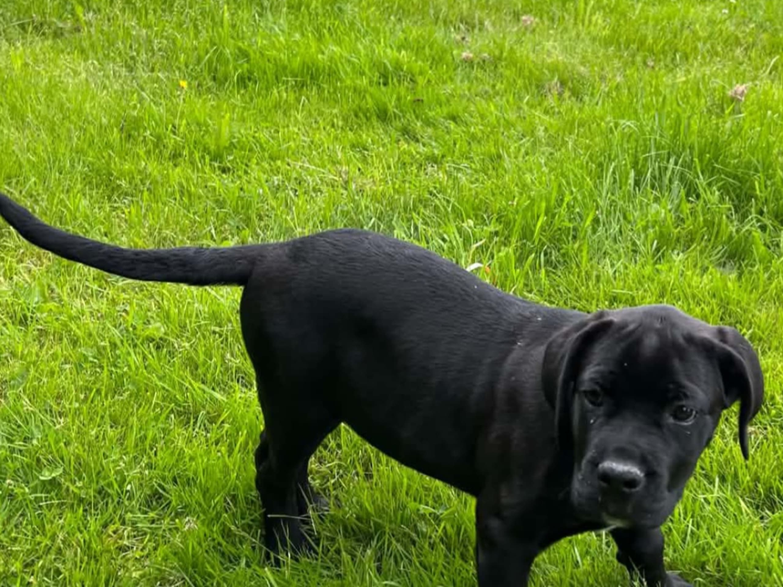 Cane corso · Angered · Iunona Artemis