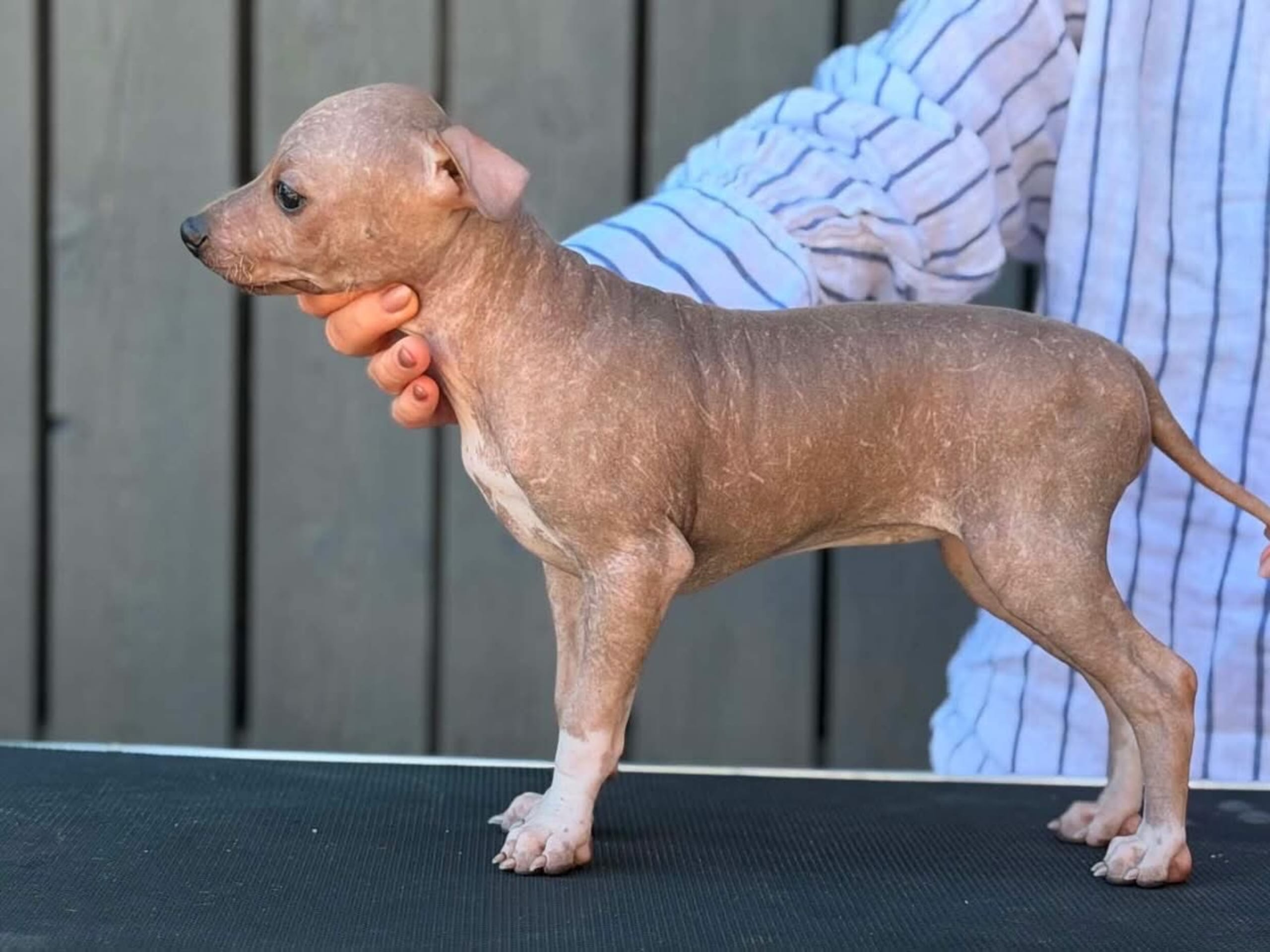 American Hairless Terrier