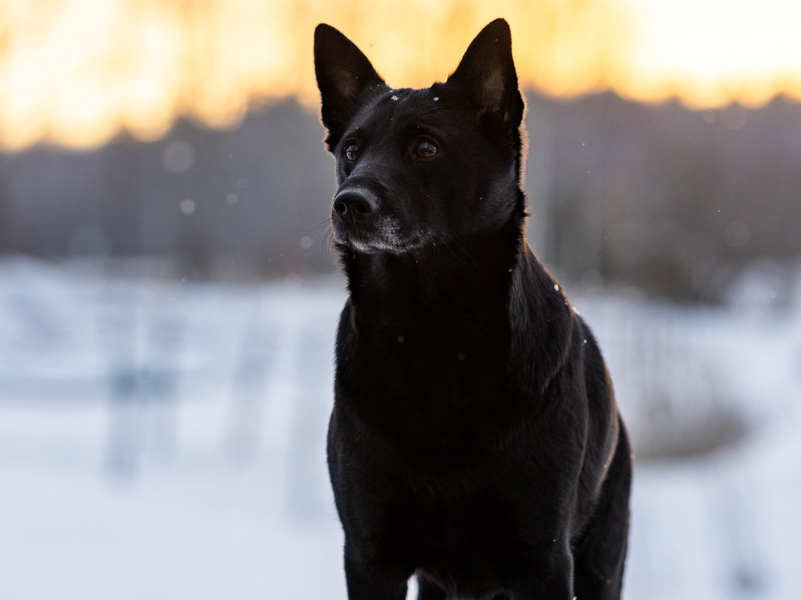 Norsk elghund, sort · Möklinta · Svartspetsen