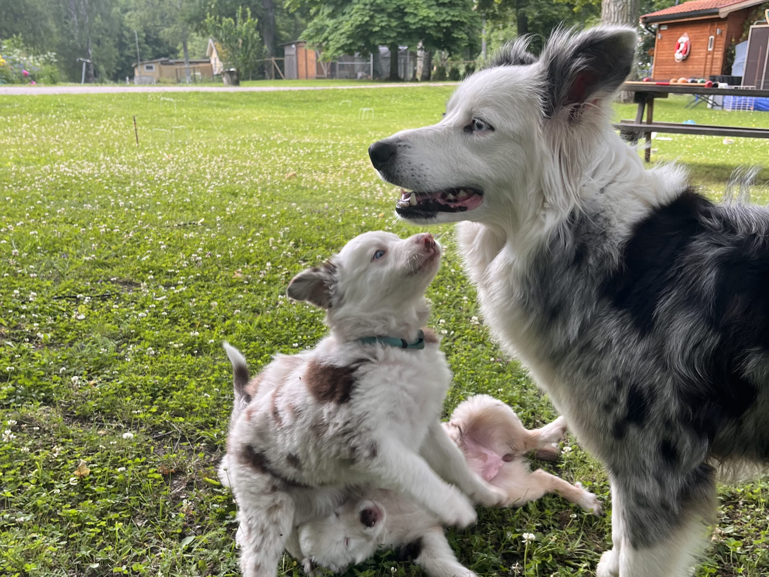 Border collie/ Australien shepard · Tierp · Anna K.