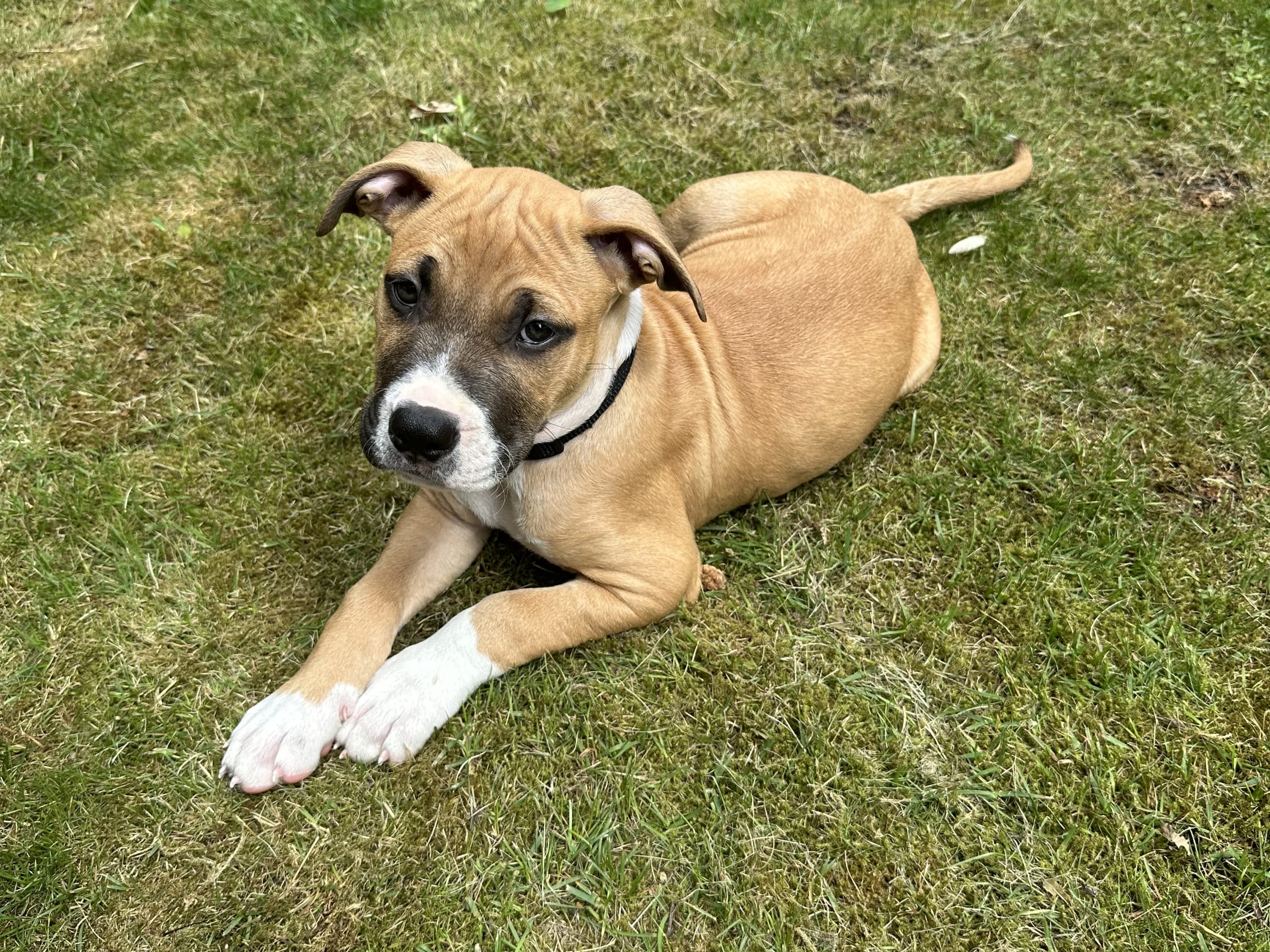 American Bully · Växjö · Nova P.